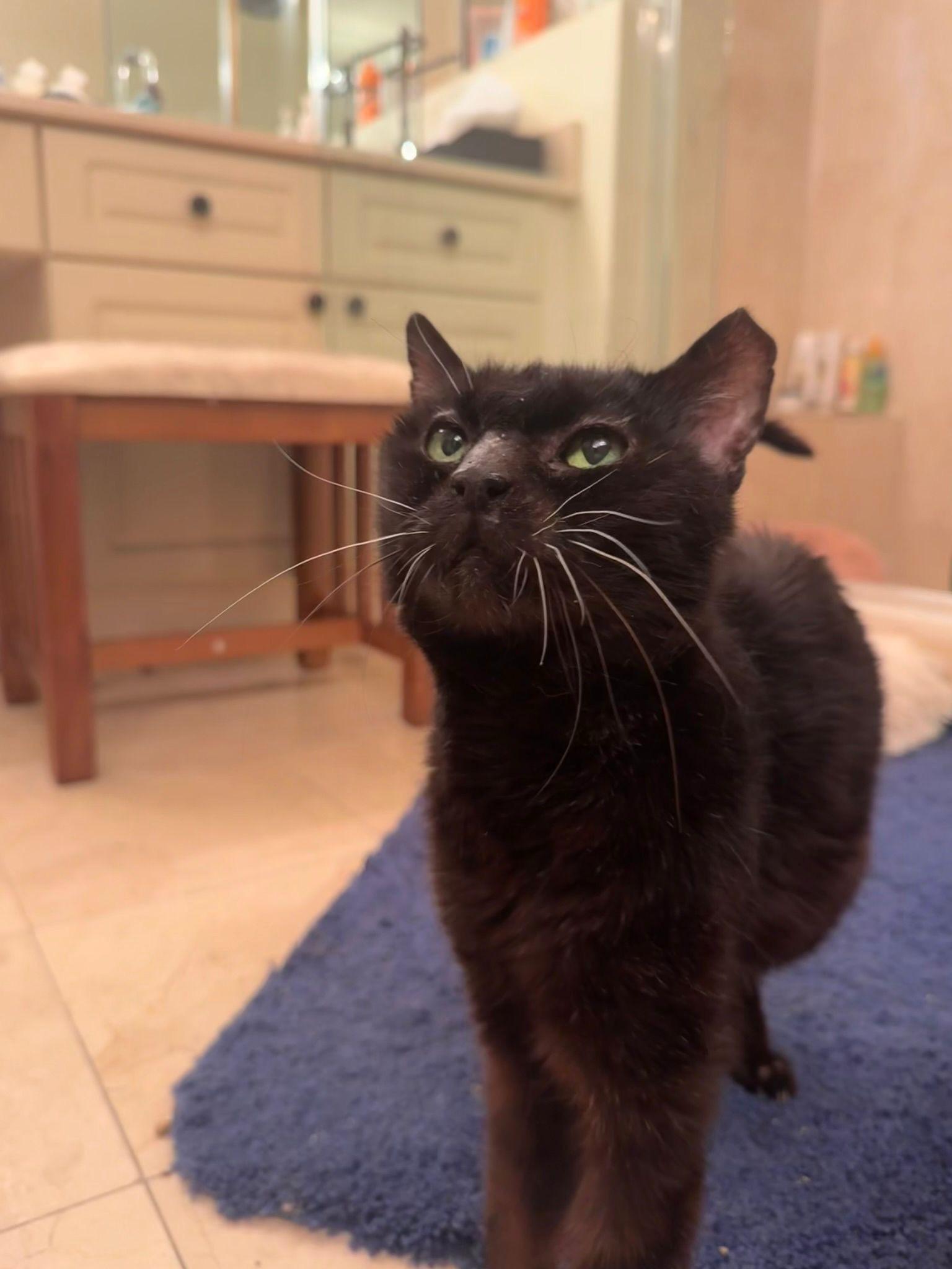 Hebe, a Adoptable Domestic Short Hair in Miami, FL image 1/5