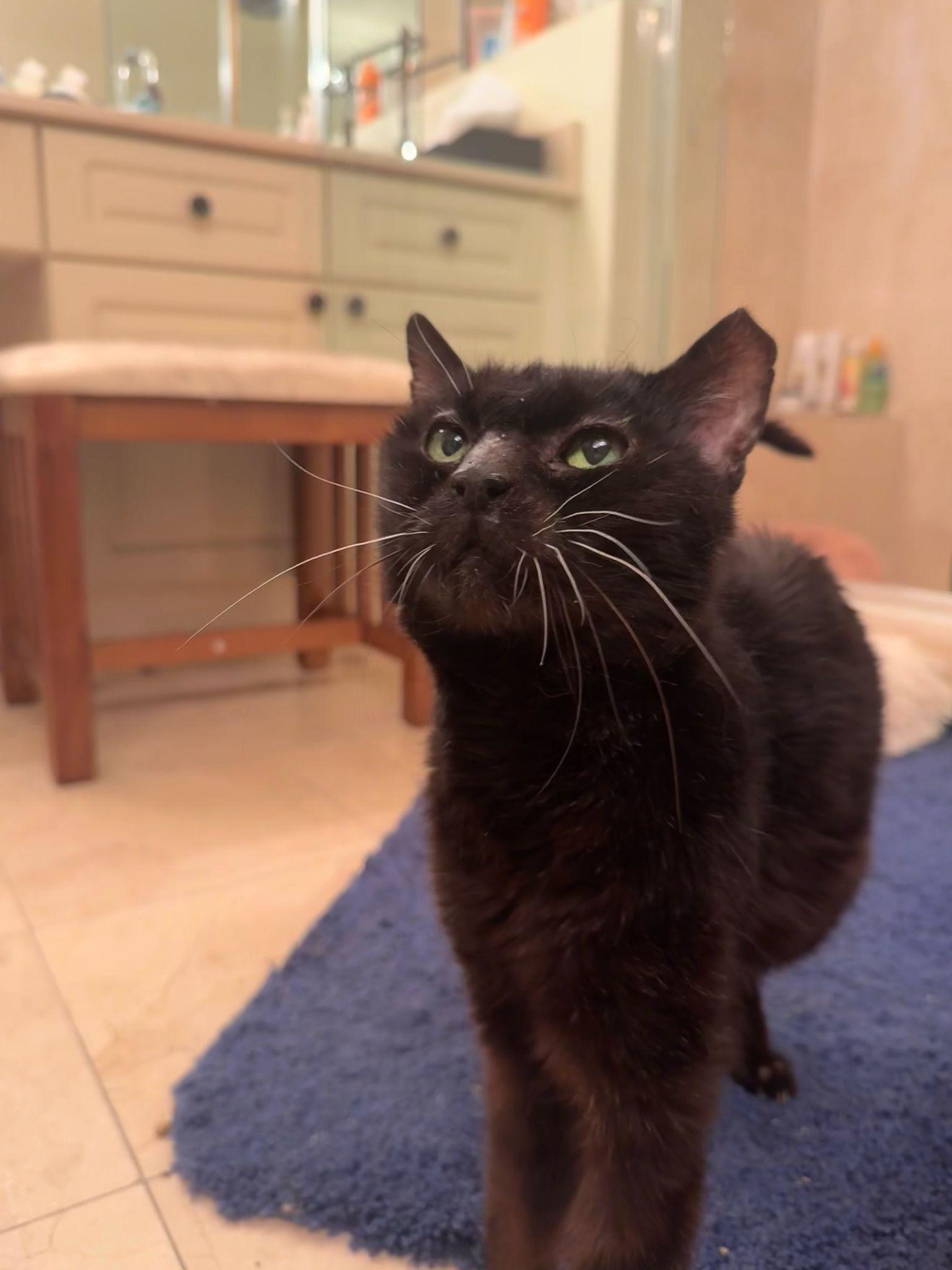 Hebe, a Adoptable Domestic Short Hair in Miami, FL image 2/5