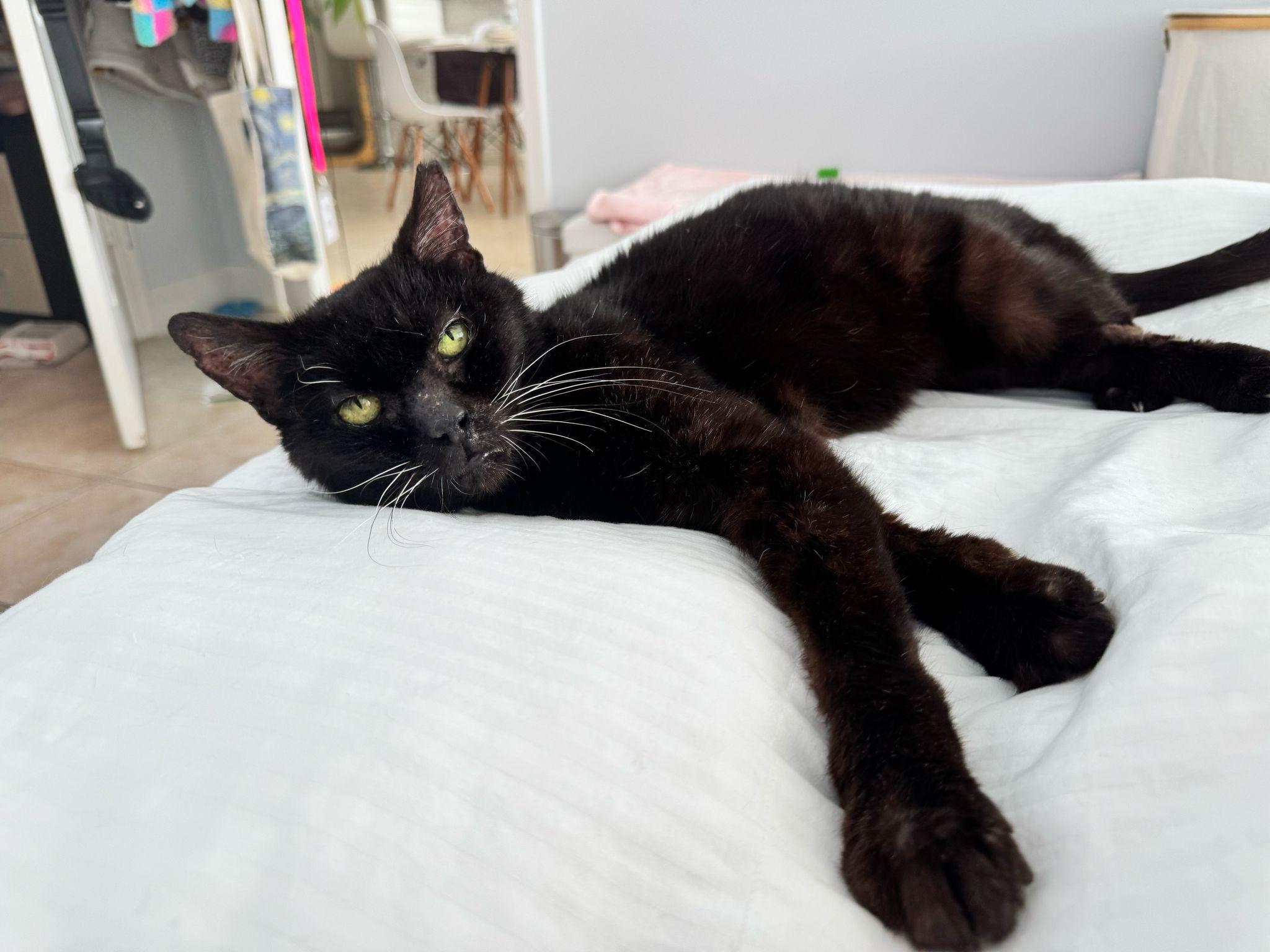 Hebe, a Adoptable Domestic Short Hair in Miami, FL image 3/5