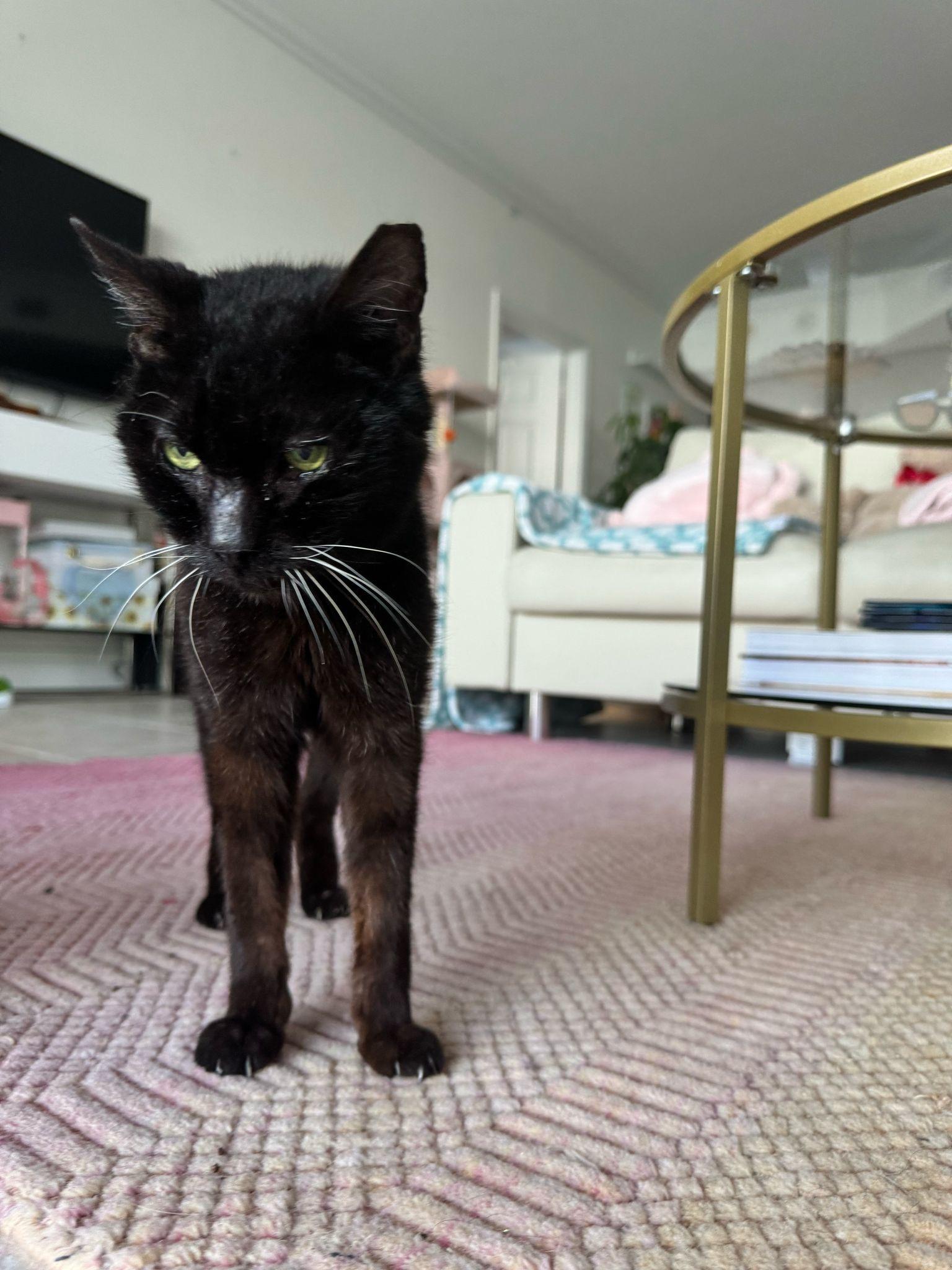 Hebe, a Adoptable Domestic Short Hair in Miami, FL image 4/5