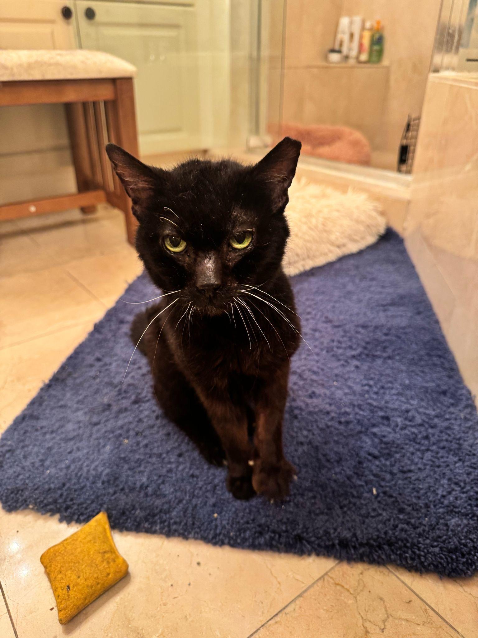 Hebe, a Adoptable Domestic Short Hair in Miami, FL image 5/5