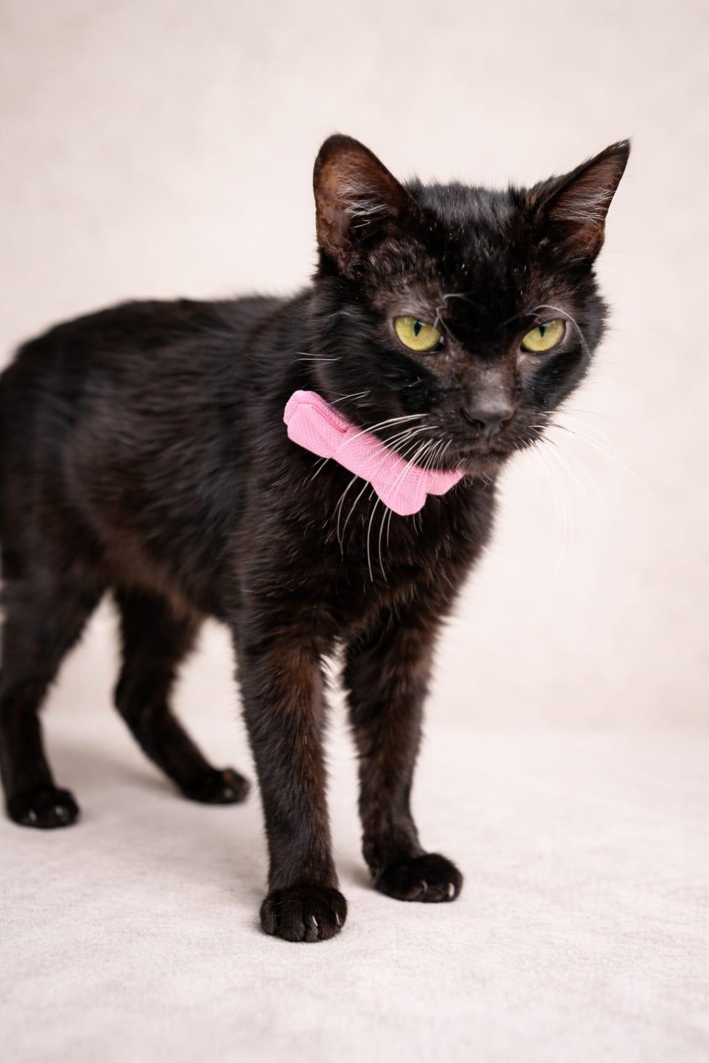 Hebe, Adoptable, Senior Female Domestic Short Hair.