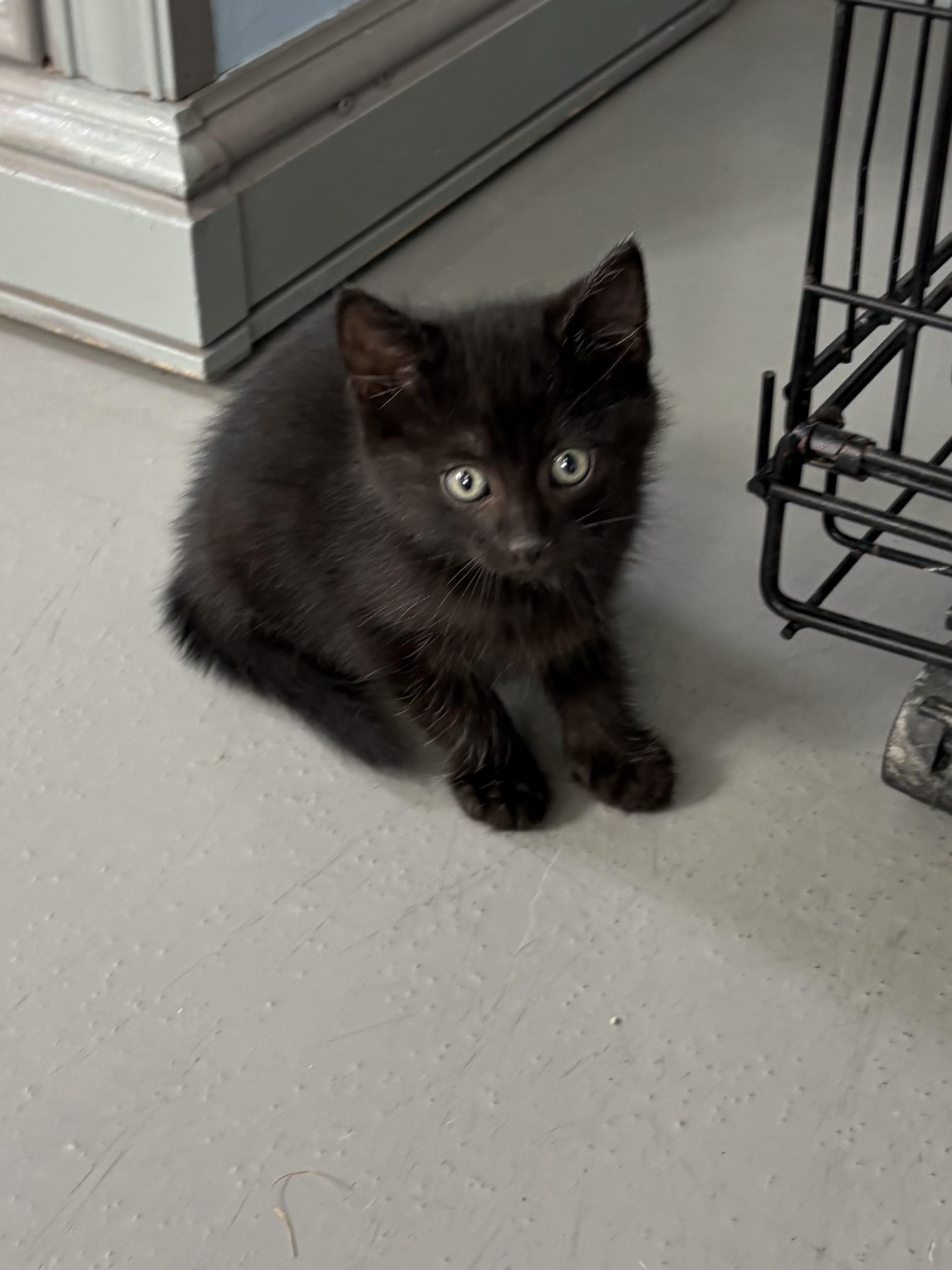 Ozzy, adopted, Kitten Male American Shorthair.