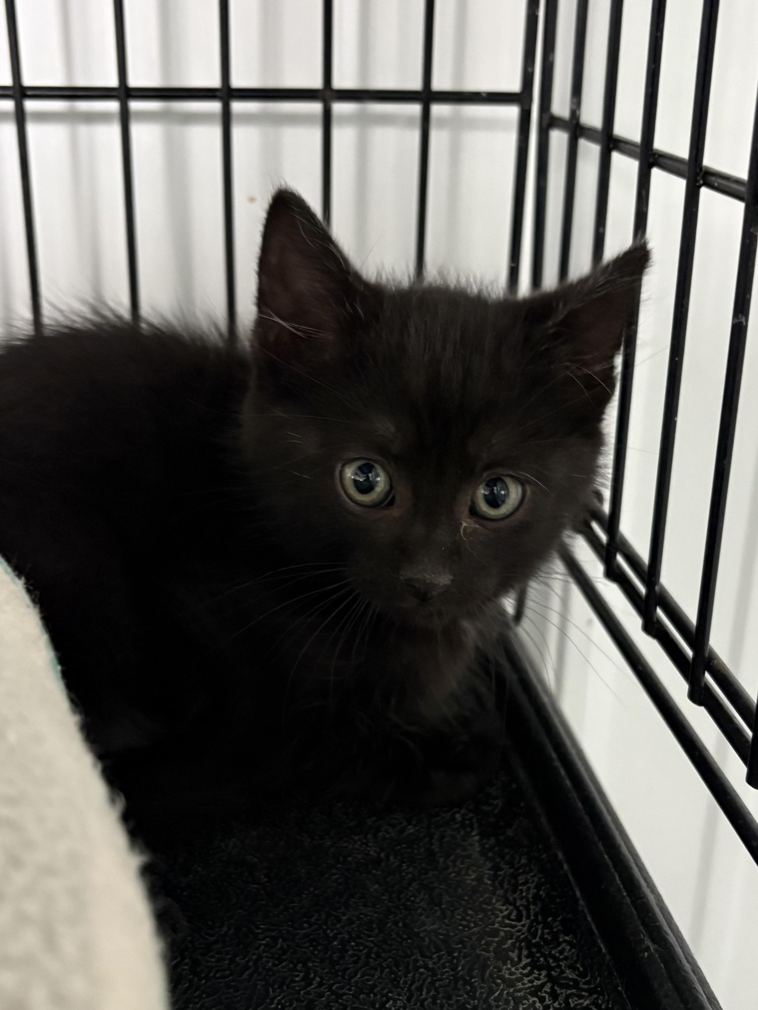 Enlarge Ozzy, an adopted American Shorthair in Big Rapids, MI image 3/4
