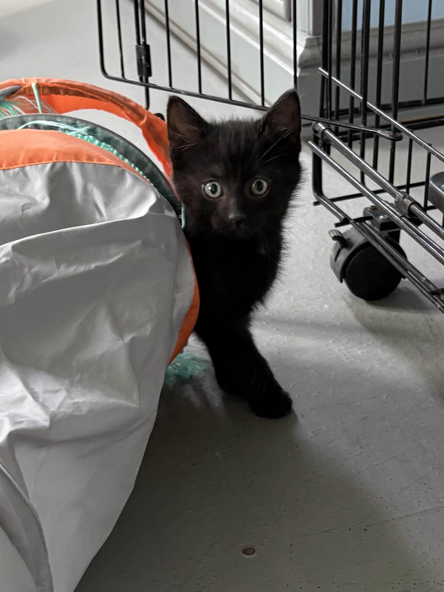 Enlarge Ozzy, an adopted American Shorthair in Big Rapids, MI image 4/4