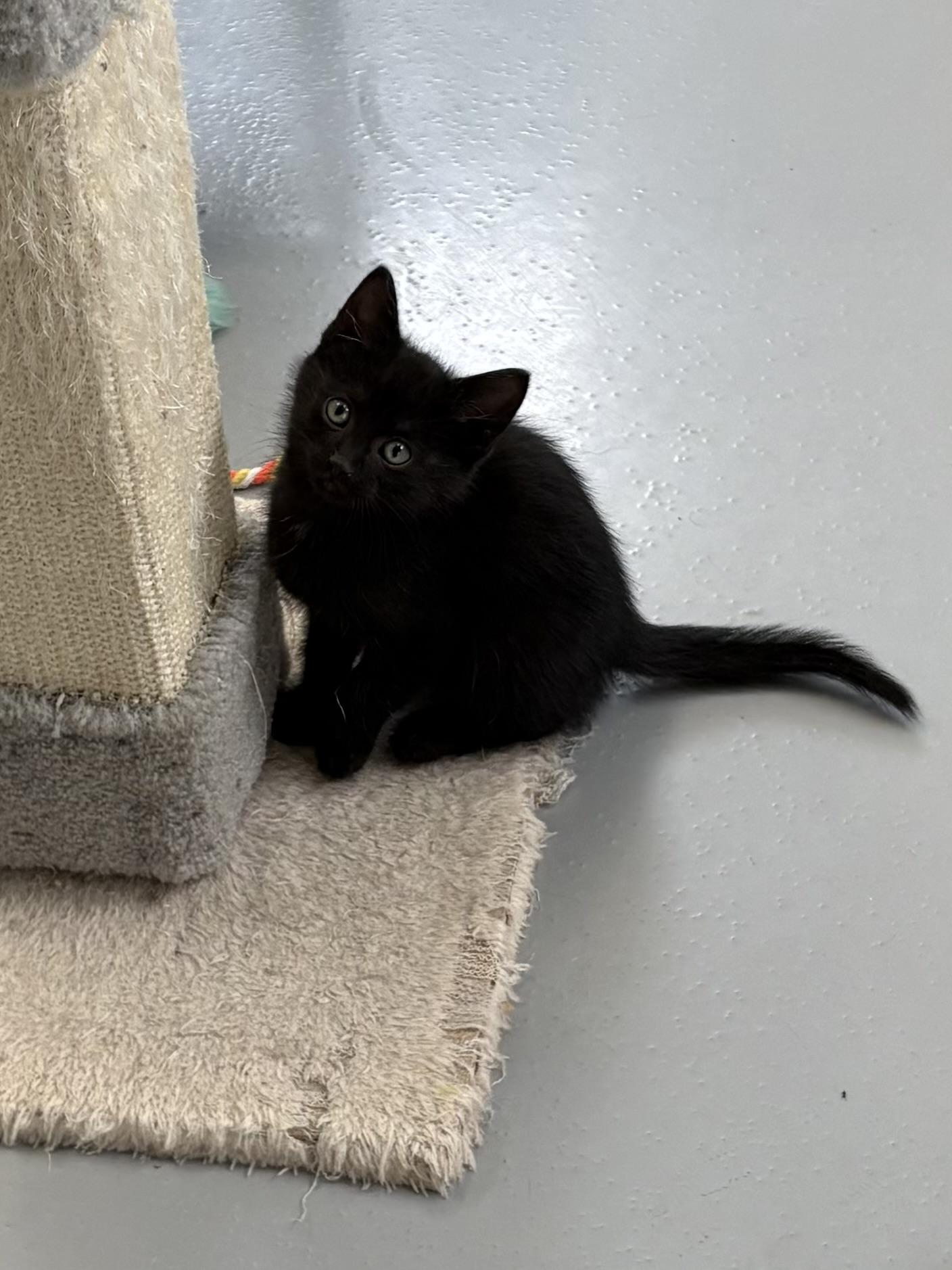 Enlarge Ozzy, an adopted American Shorthair in Big Rapids, MI image 2/4