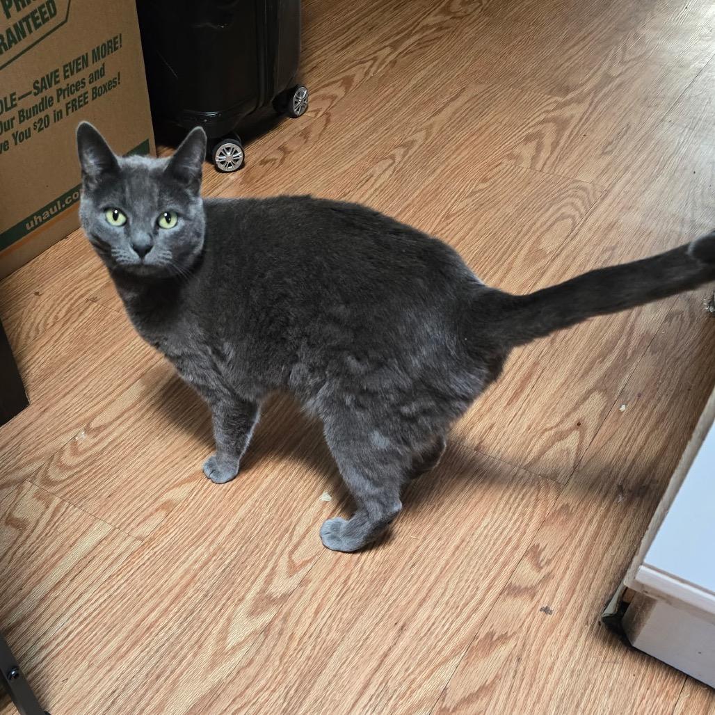 Cleo, Adoptable, Young Female Domestic Short Hair.