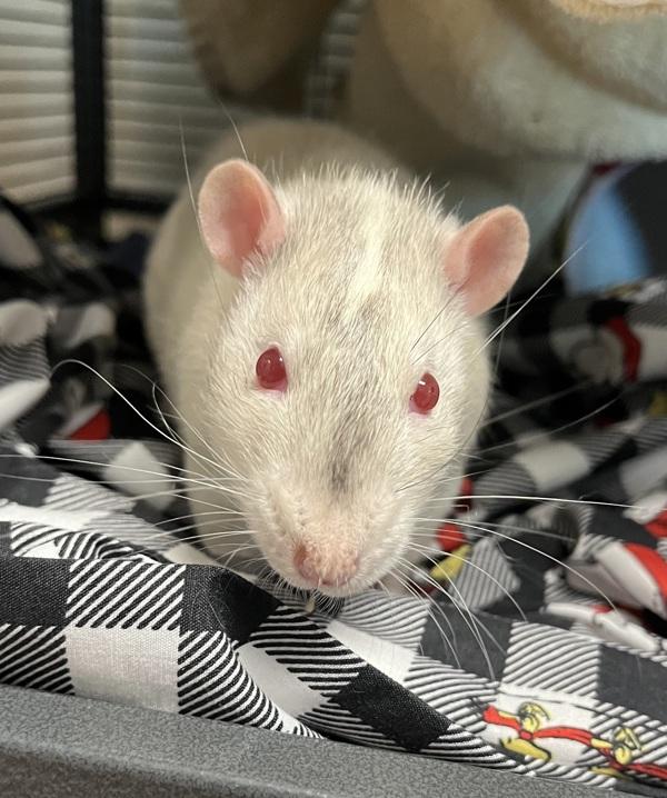 Bolt, Adoptable, Adult Male Rat.