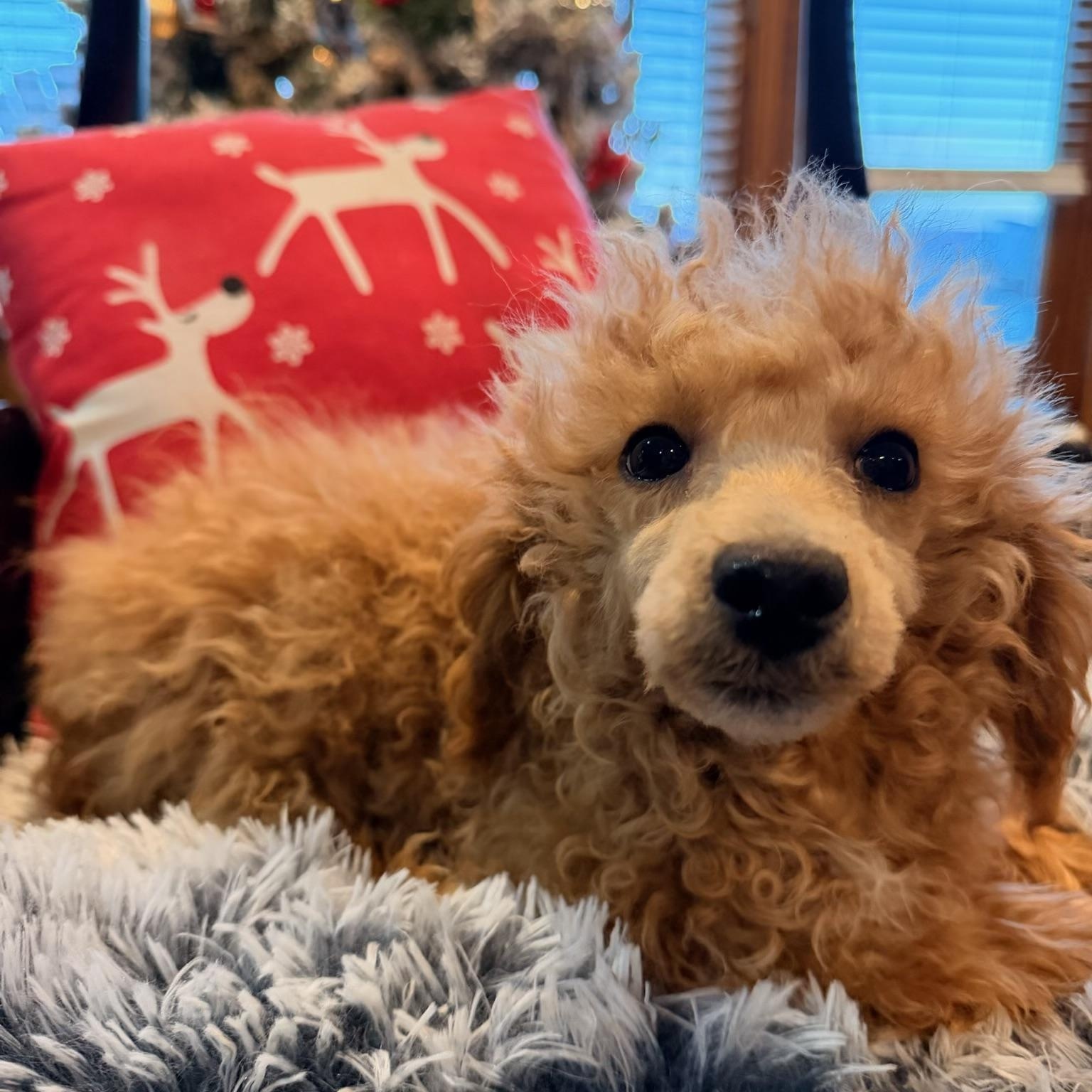 Enlarge Baxter , an adopted Miniature Poodle in North Freedom, WI image 1/3