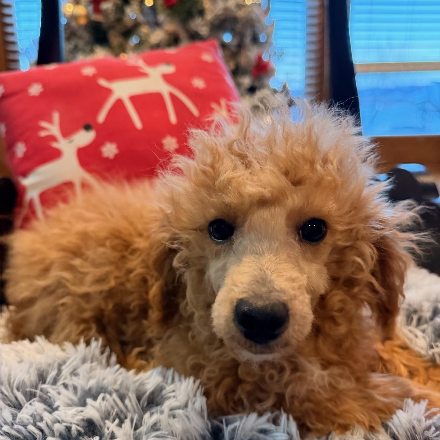 Enlarge Baxter , an adopted Miniature Poodle in North Freedom, WI image 2/3