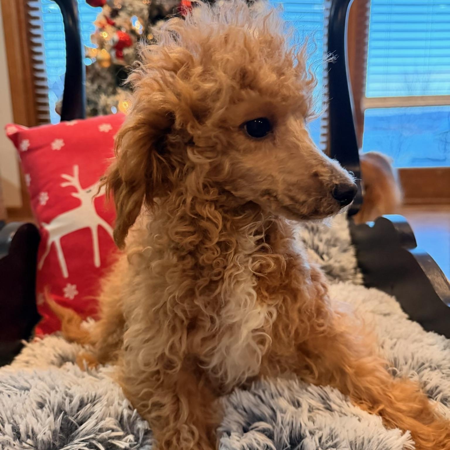 Enlarge Baxter , an adopted Miniature Poodle in North Freedom, WI image 3/3