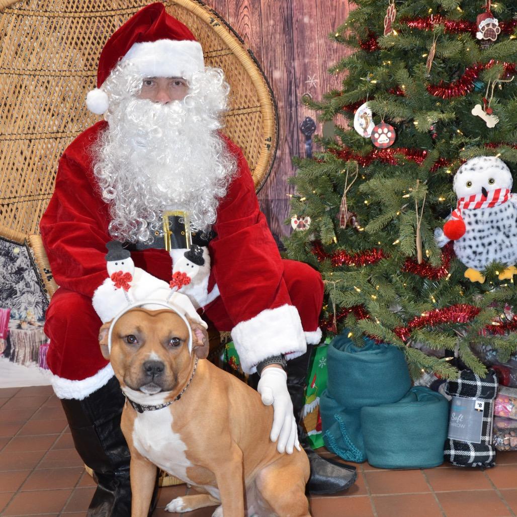 Libra, a Adoptable Mixed Breed in Milton, FL image 1/2