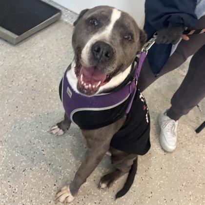 Princess Lollipop — thumbnail 2