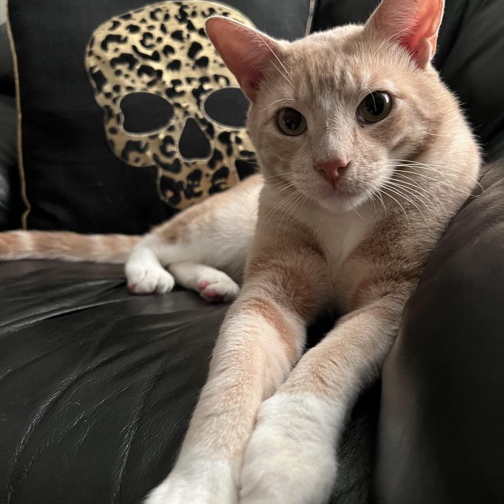 Cheez Doodle — thumbnail 2