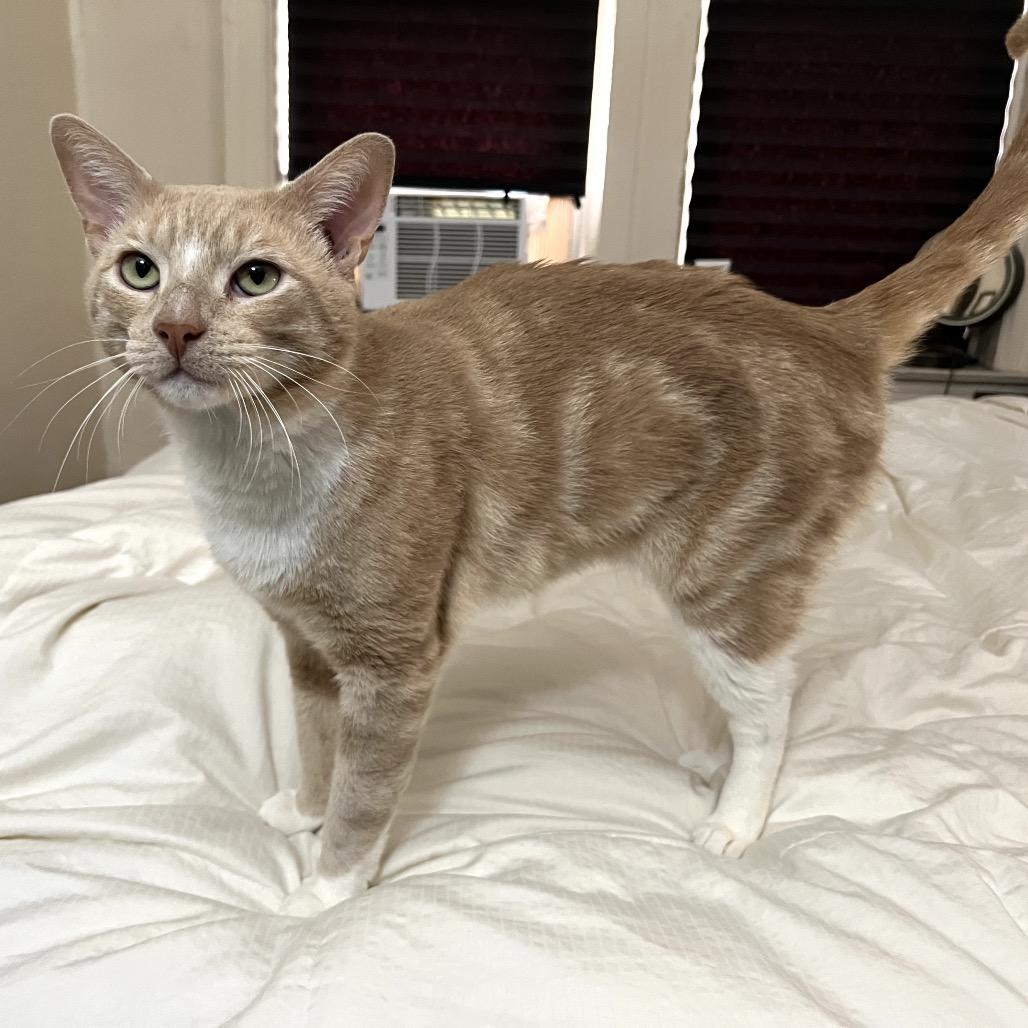 Cheez Doodle — thumbnail 3