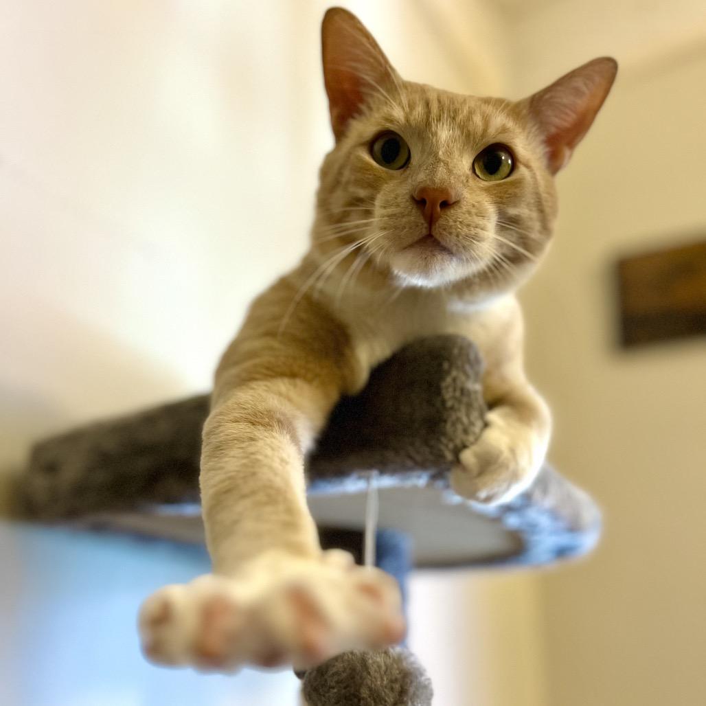 Cheez Doodle — thumbnail 4