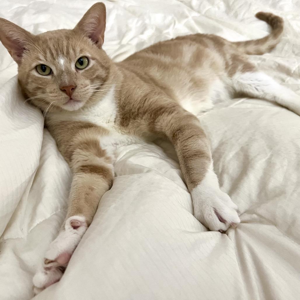 Cheez Doodle — thumbnail 5