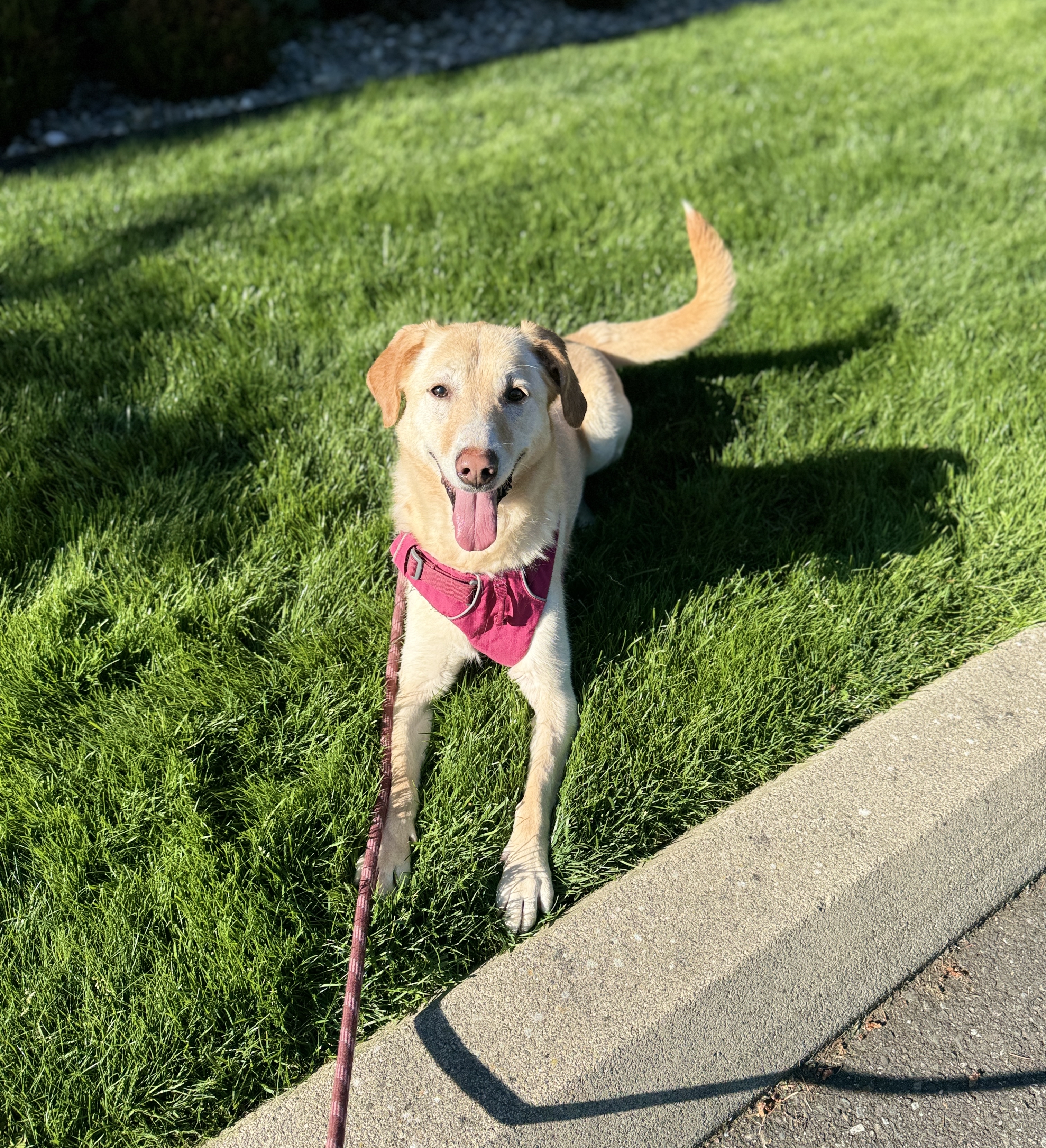 Enlarge Molly, a Adoptable mixed breed in lynnwood , WA image 1/6