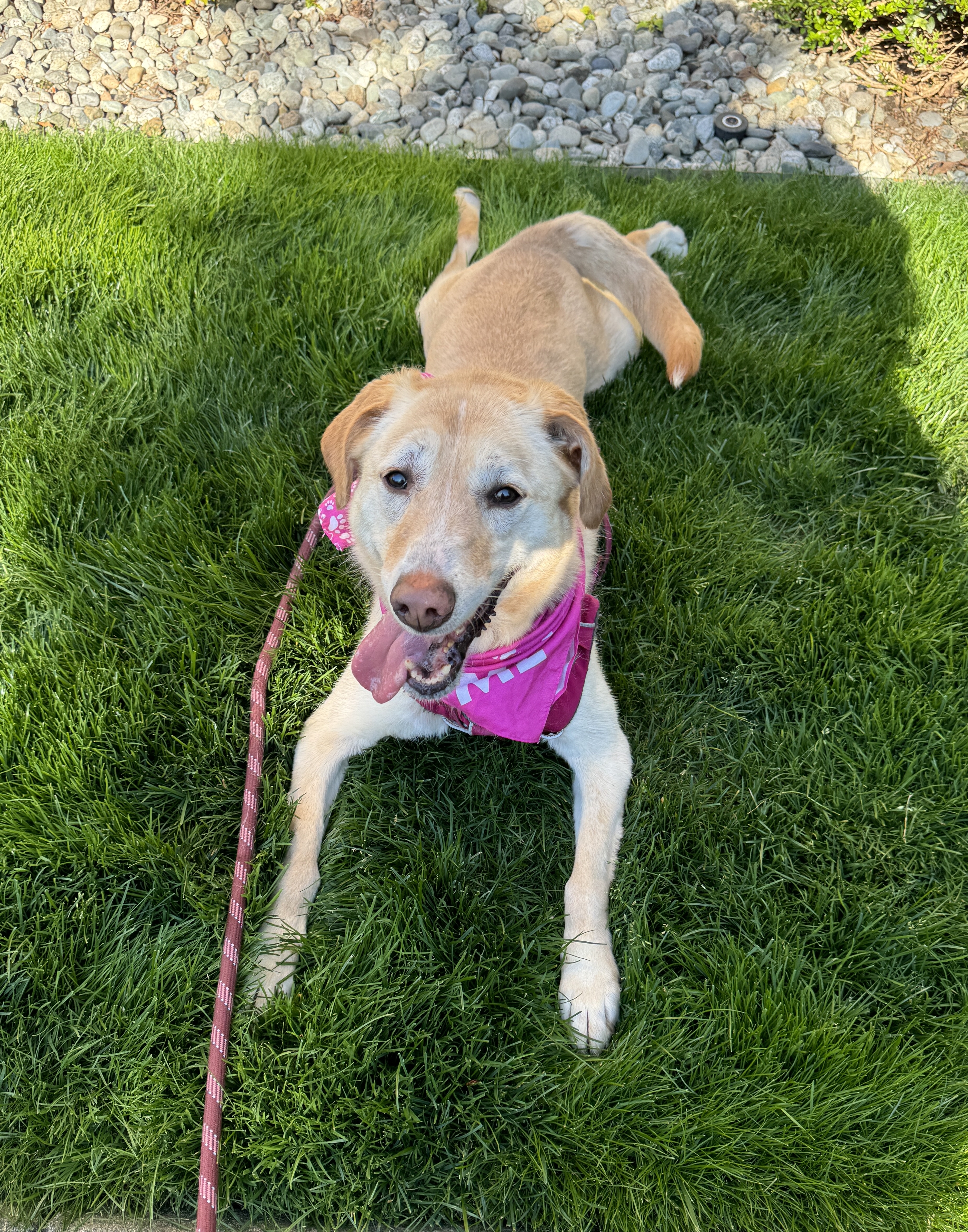 Enlarge Molly, a Adoptable mixed breed in lynnwood , WA image 4/6