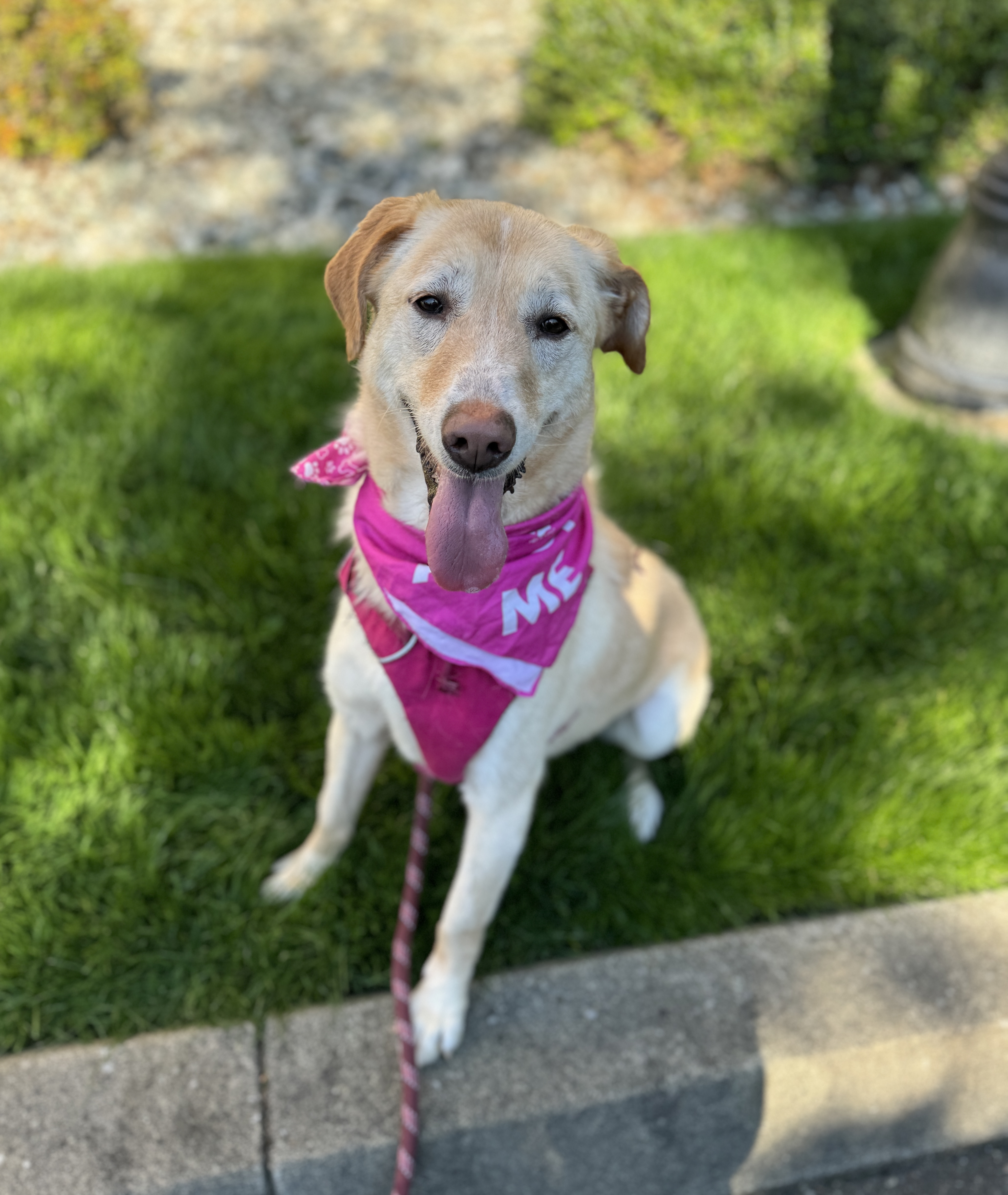 Enlarge Molly, a Adoptable mixed breed in lynnwood , WA image 2/6