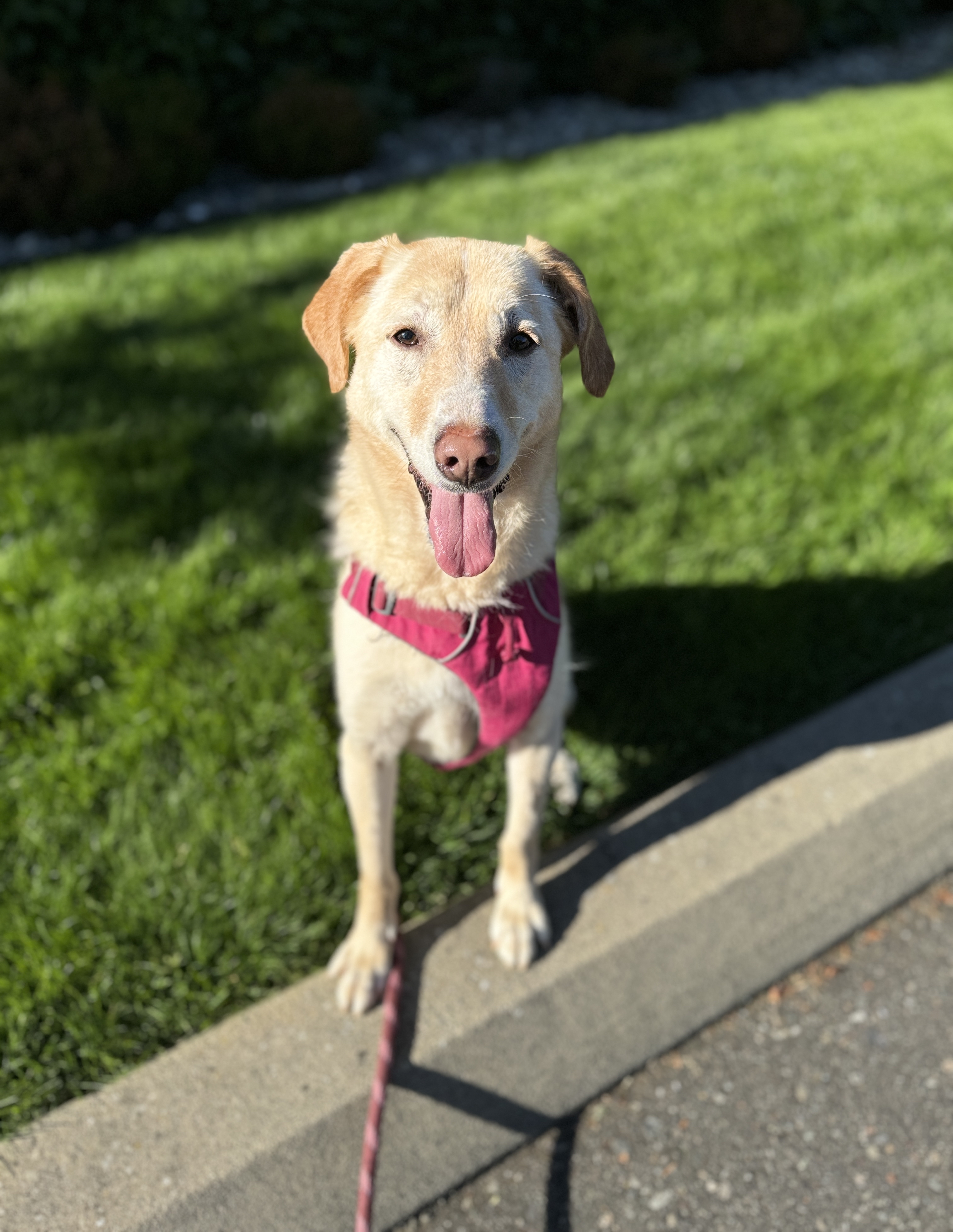 Enlarge Molly, a Adoptable mixed breed in lynnwood , WA image 5/6