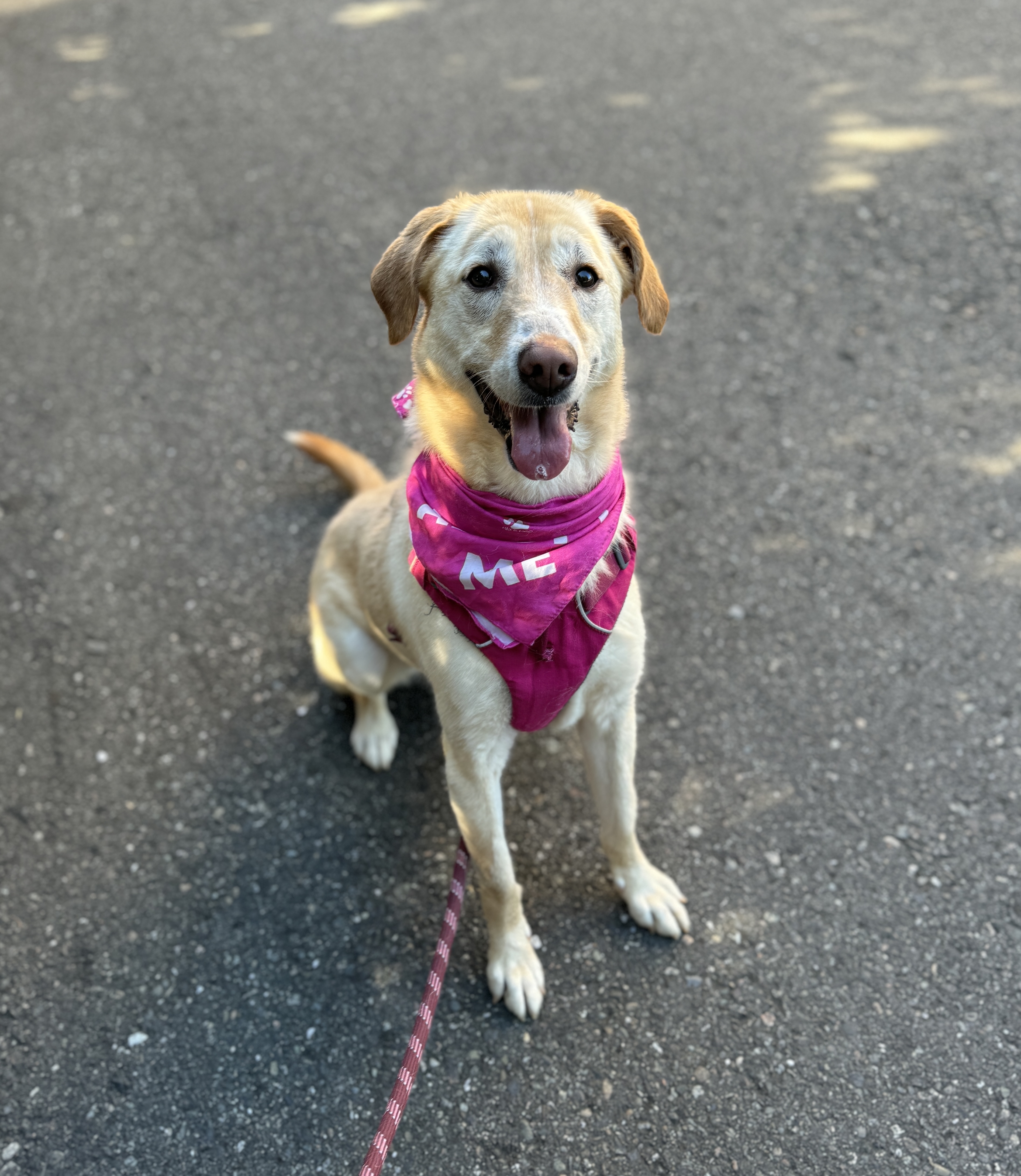 Enlarge Molly, a Adoptable mixed breed in lynnwood , WA image 6/6