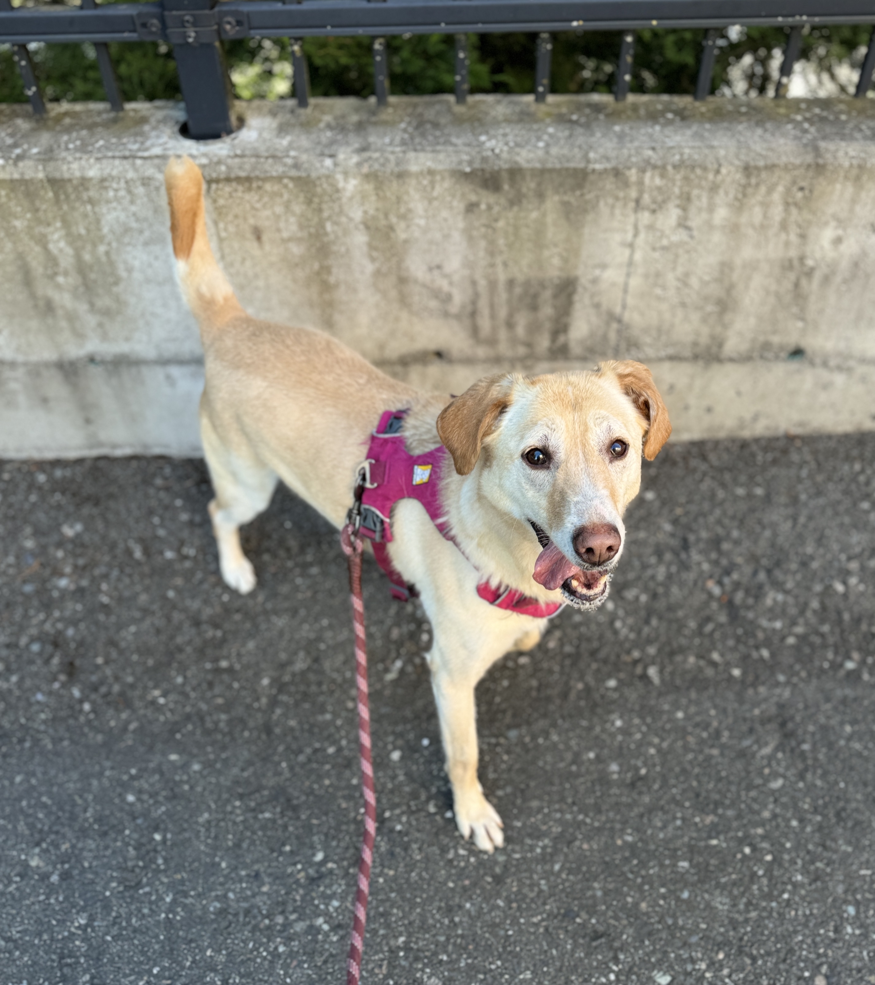 Enlarge Molly, a Adoptable mixed breed in lynnwood , WA image 3/6