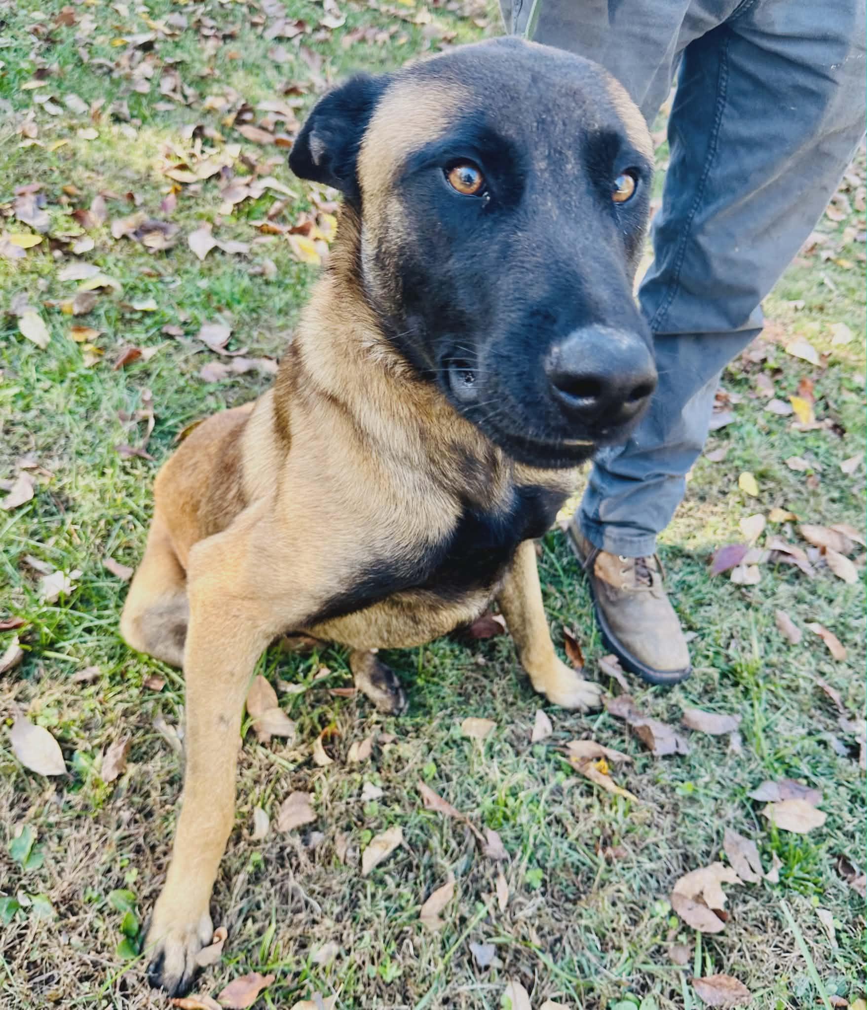 Enlarge Buddy, a Adoptable mixed breed in Westwood, NJ image 3/3