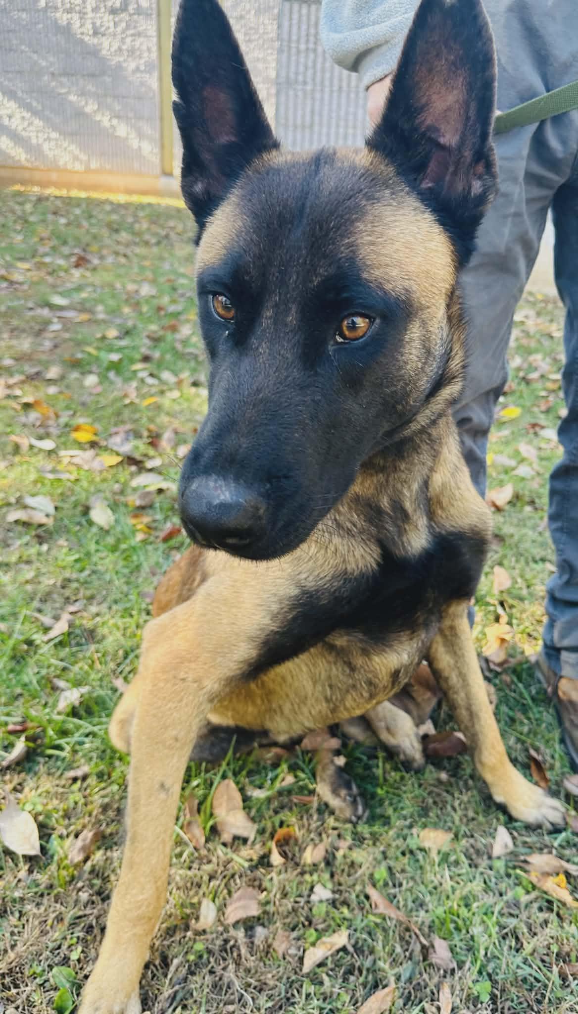Enlarge Buddy, a Adoptable mixed breed in Westwood, NJ image 2/3
