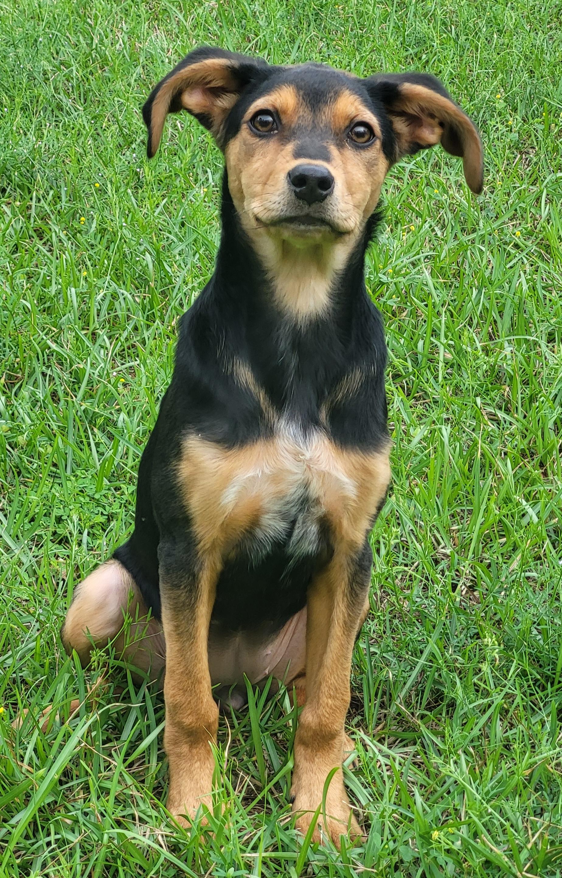 Morghan, ADOPTABLE, Young Female Mixed Breed.