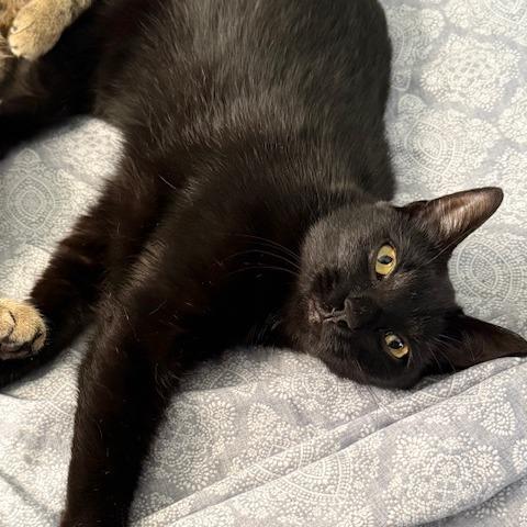 Nellie, Adoptable, Young Female Domestic Short Hair.