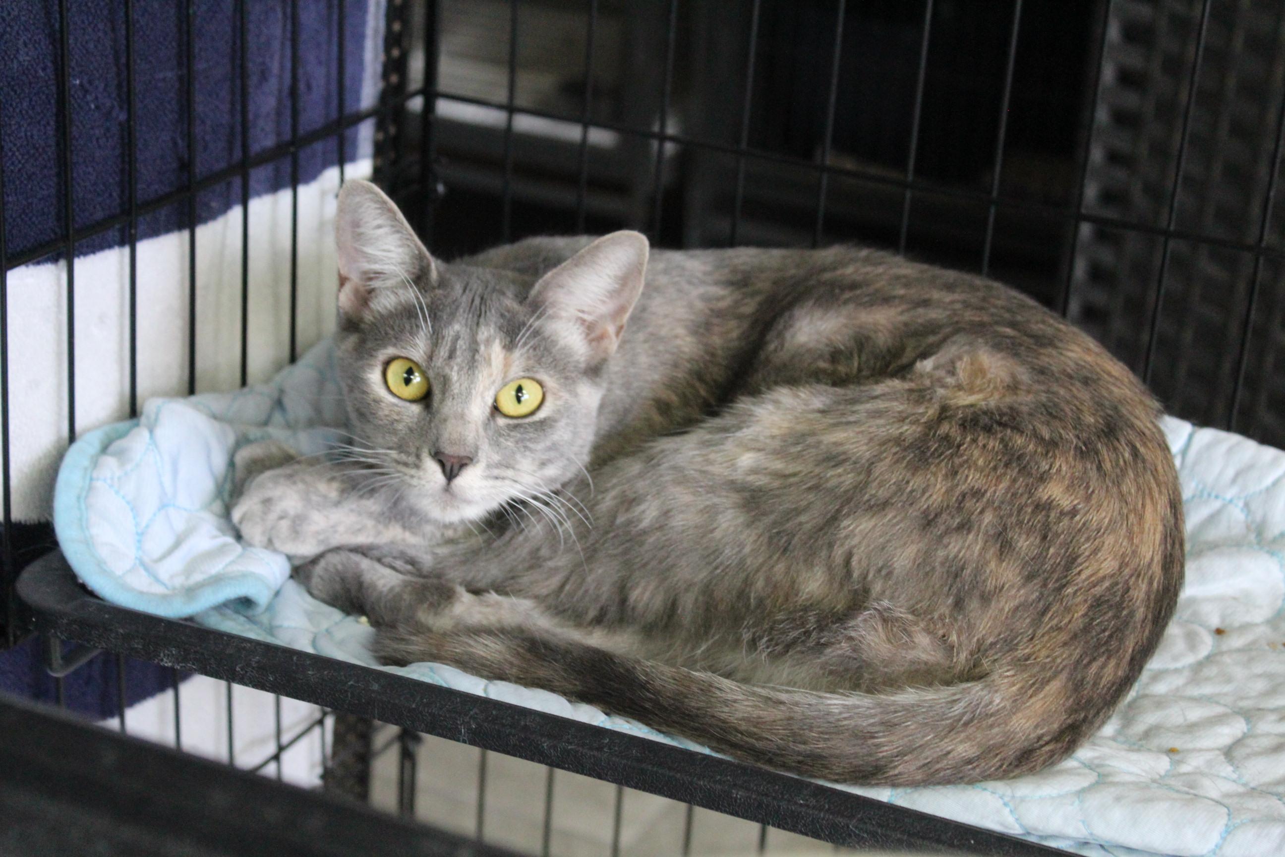 Niblet, a Adoptable Torbie in Yuma, AZ image 1/4