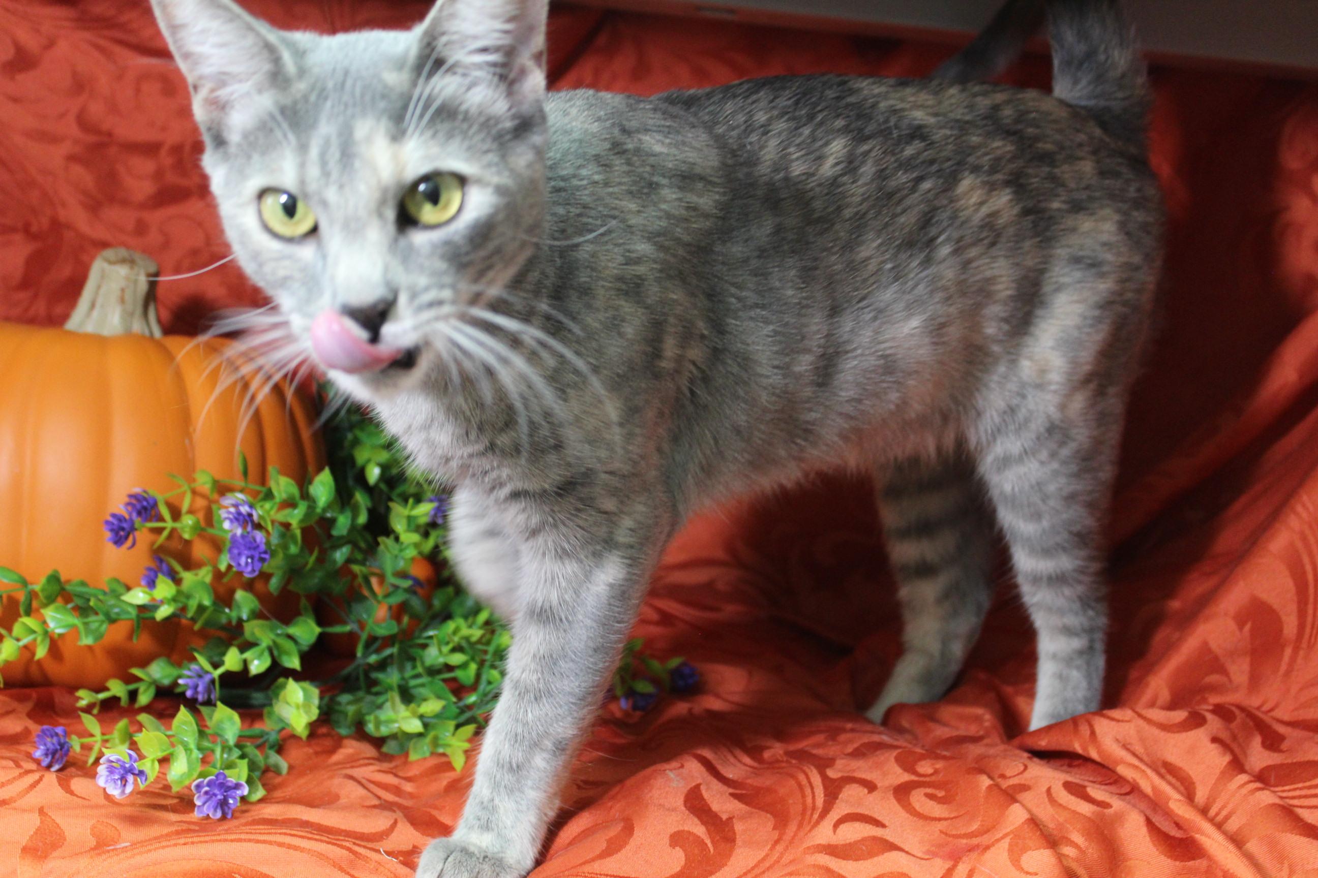 Niblet, a Adoptable Torbie in Yuma, AZ image 2/4