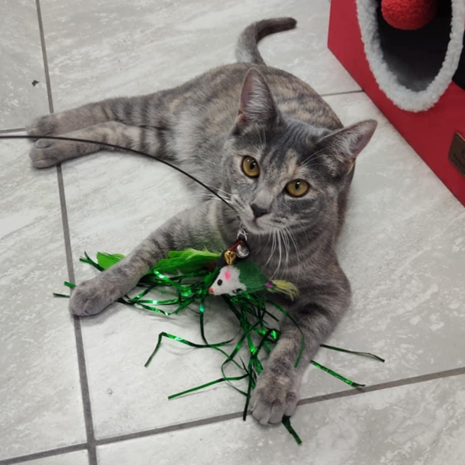 Niblet, a Adoptable Torbie in Yuma, AZ image 3/4