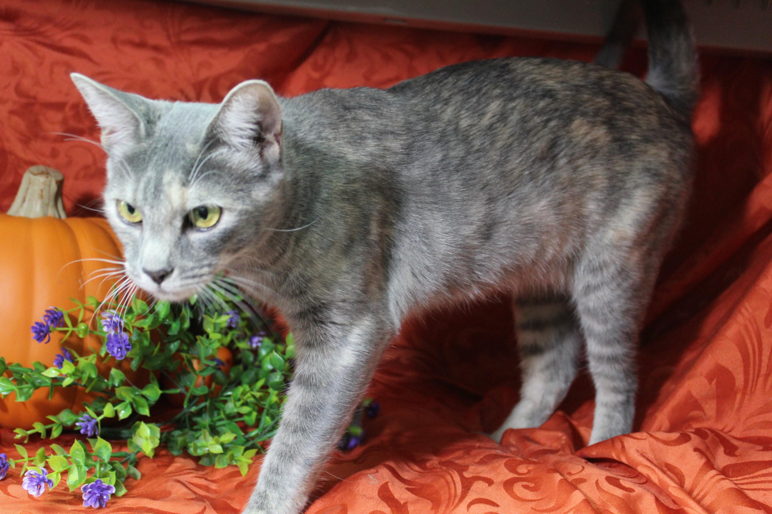 Niblet, a Adoptable Torbie in Yuma, AZ image 4/4