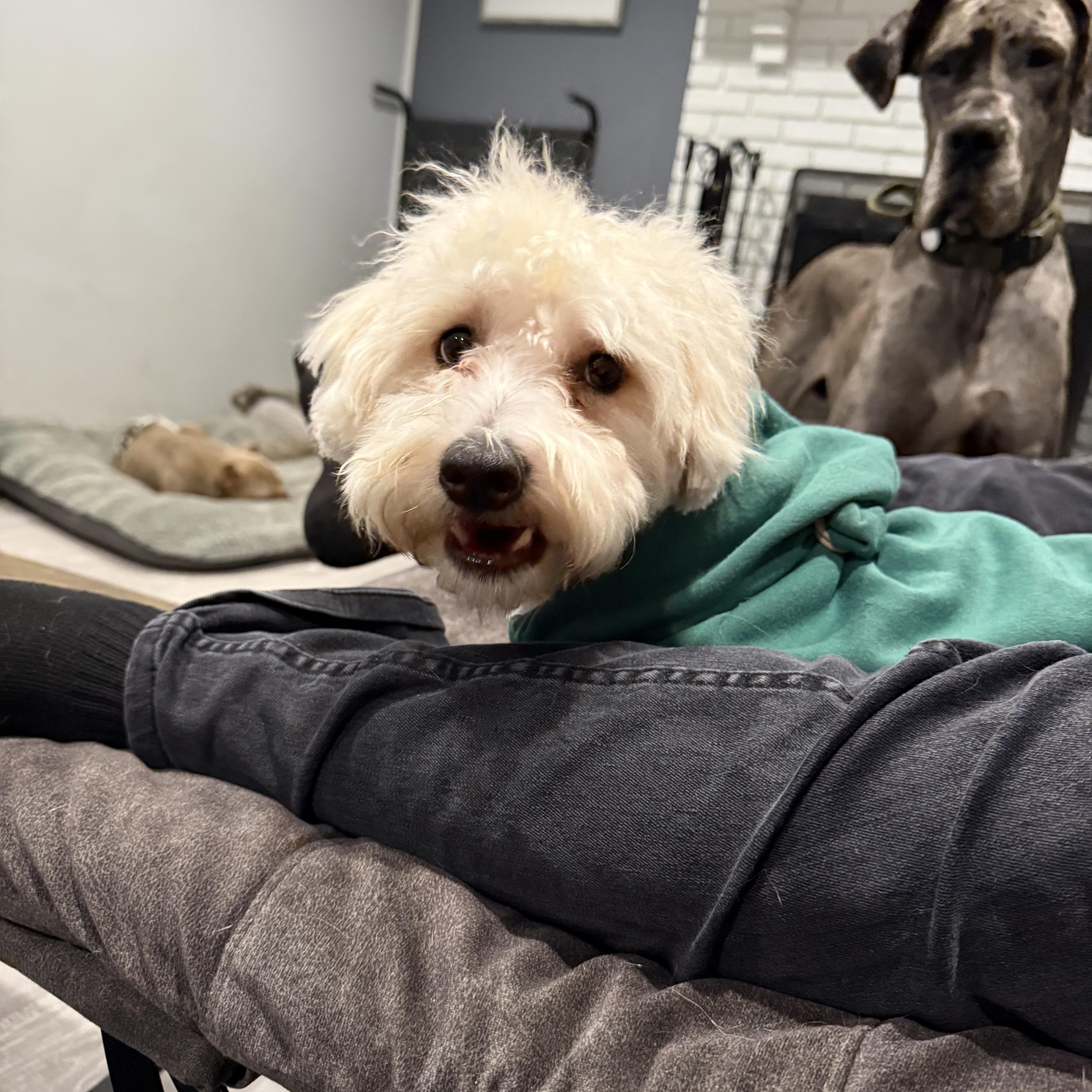 Enlarge Kringle , a ADOPTABLE mixed breed in Medford, NJ image 2/5