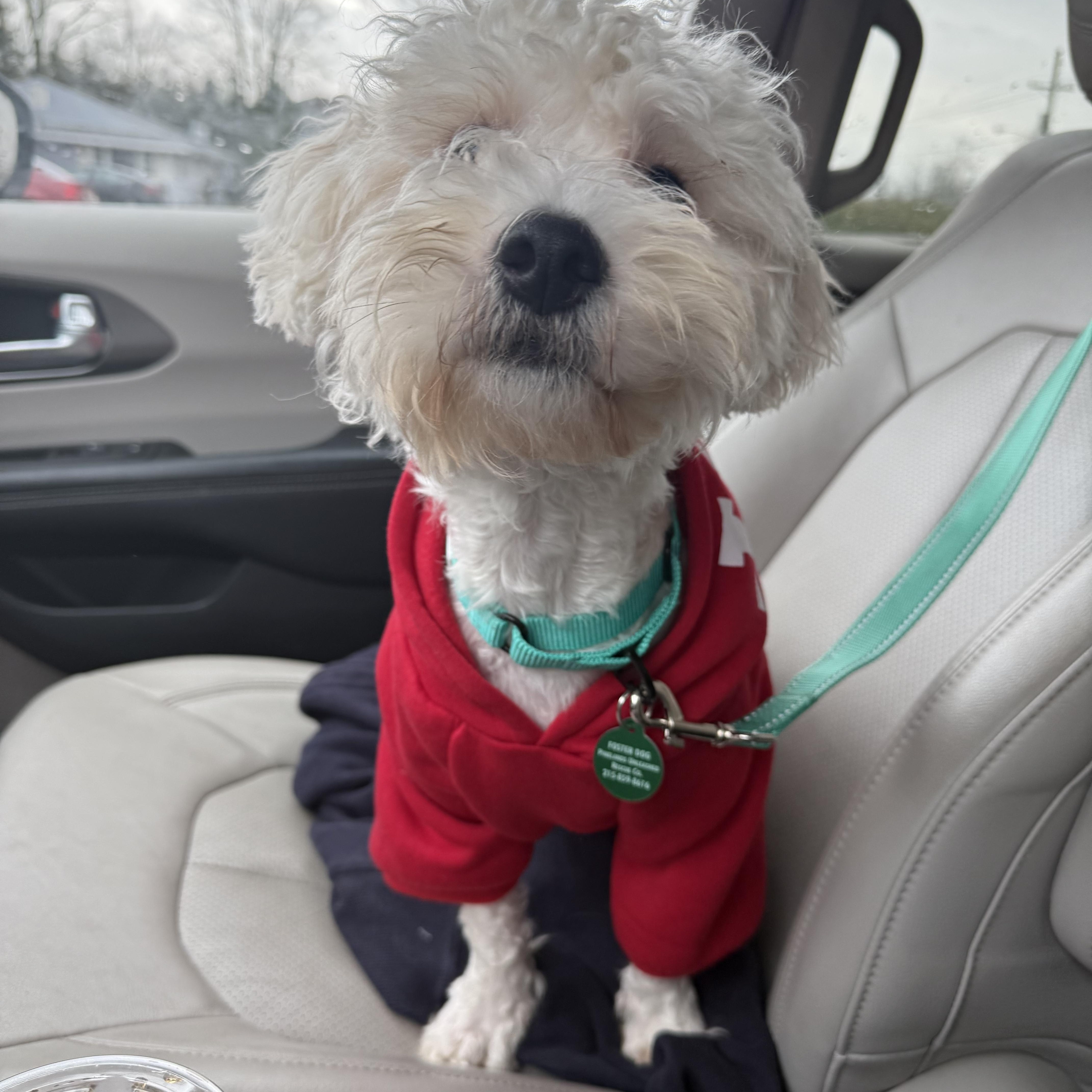 Enlarge Kringle , a ADOPTABLE mixed breed in Medford, NJ image 5/5