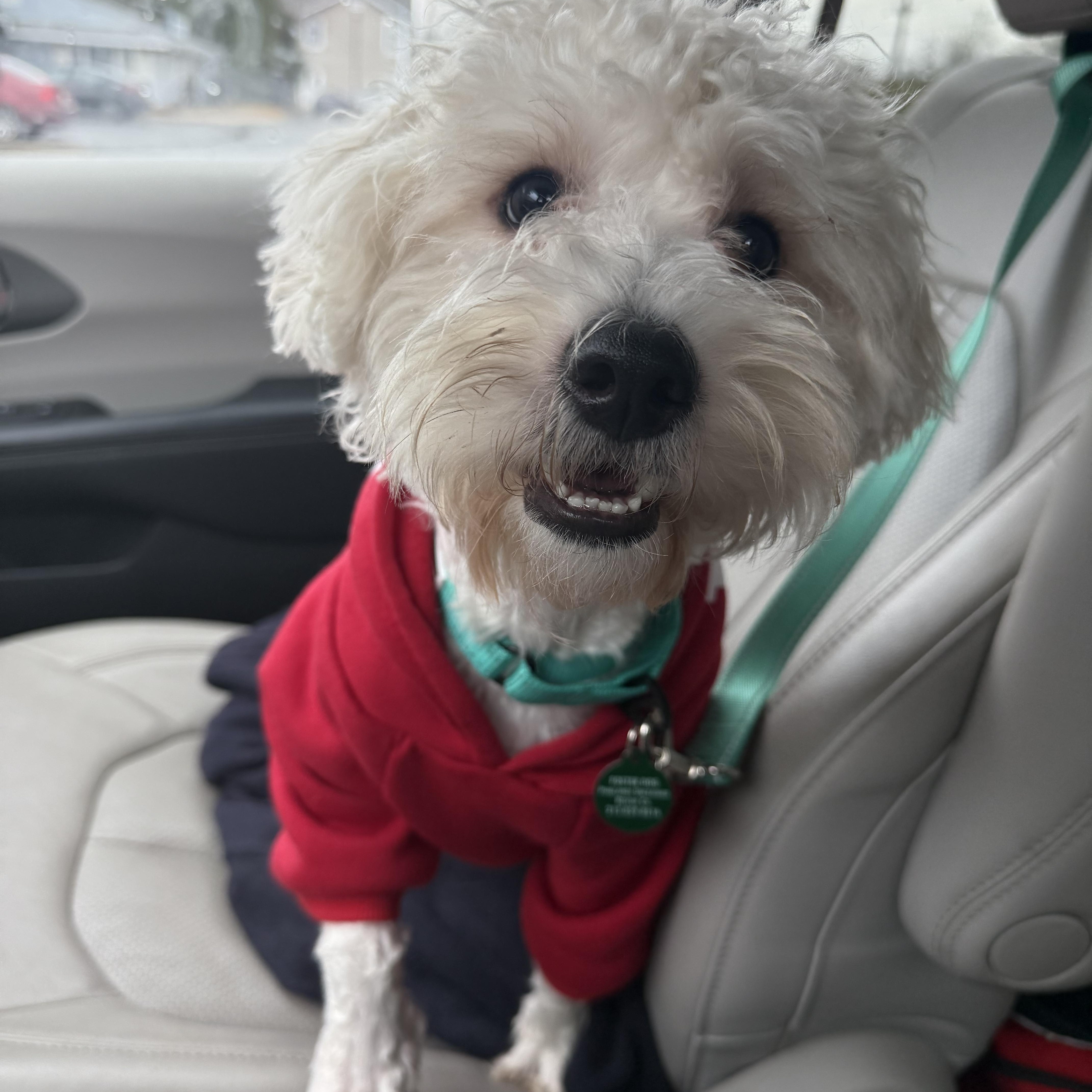 Kringle , ADOPTABLE, Young Male Poodle.