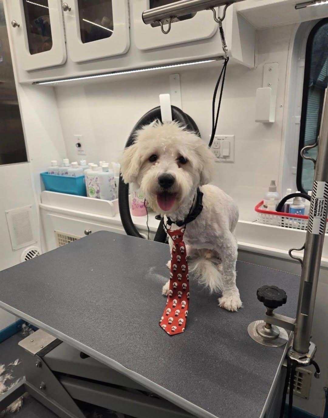 Enlarge Kringle , a ADOPTABLE mixed breed in Medford, NJ image 4/5