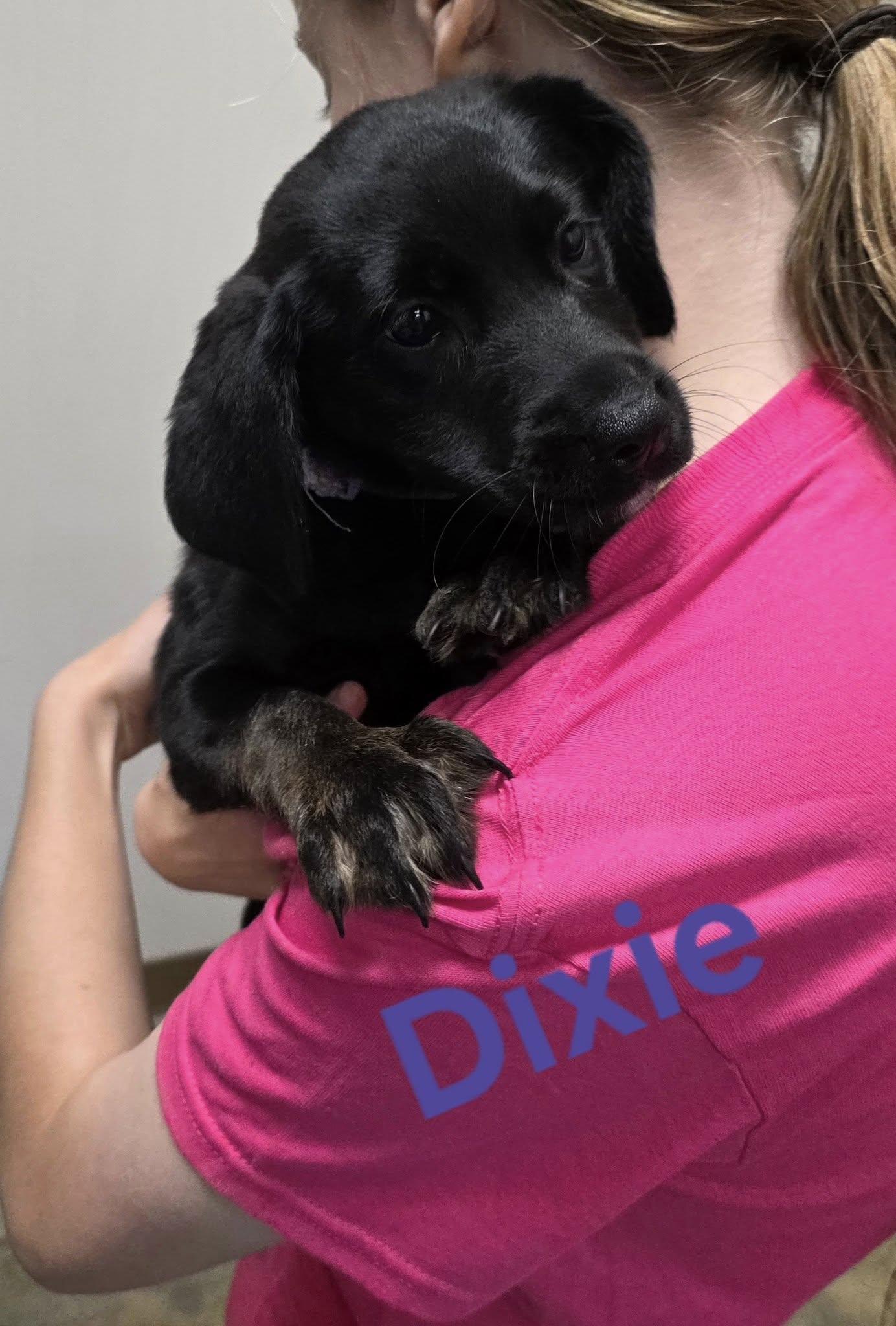 Dixie #25224