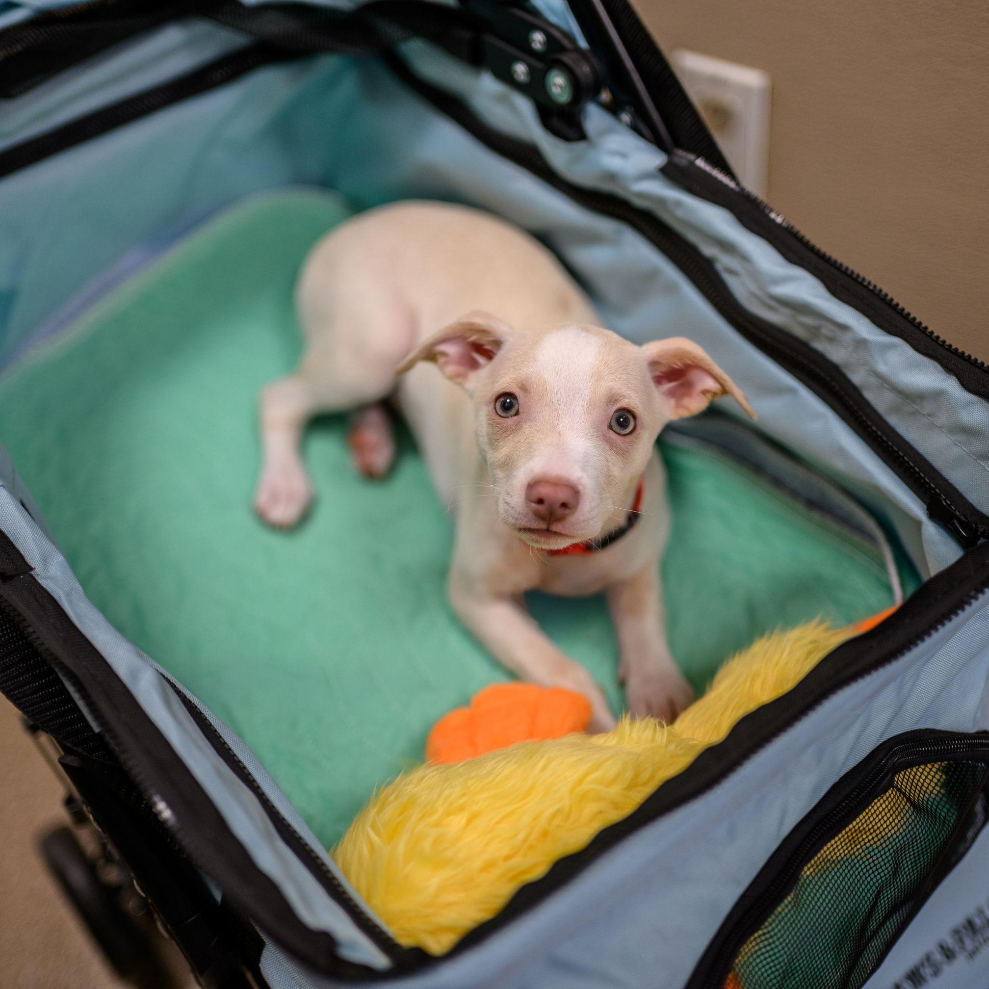 Enlarge BOSCO, a ADOPTABLE mixed breed in Hamilton, NJ image 4/6