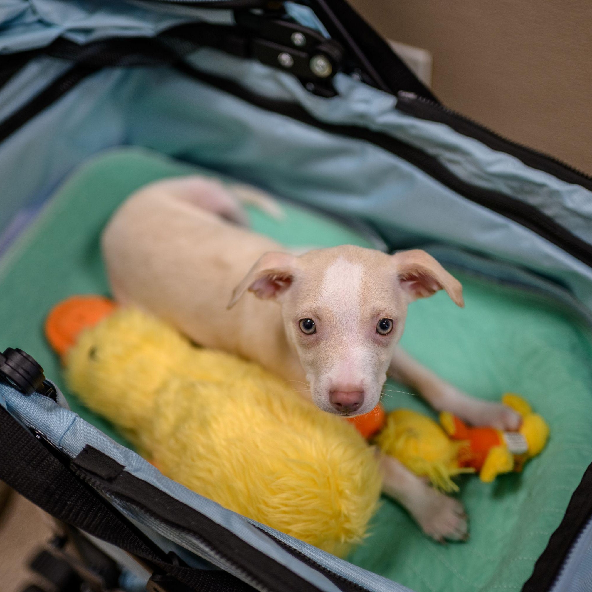 Enlarge BOSCO, a ADOPTABLE mixed breed in Hamilton, NJ image 3/6
