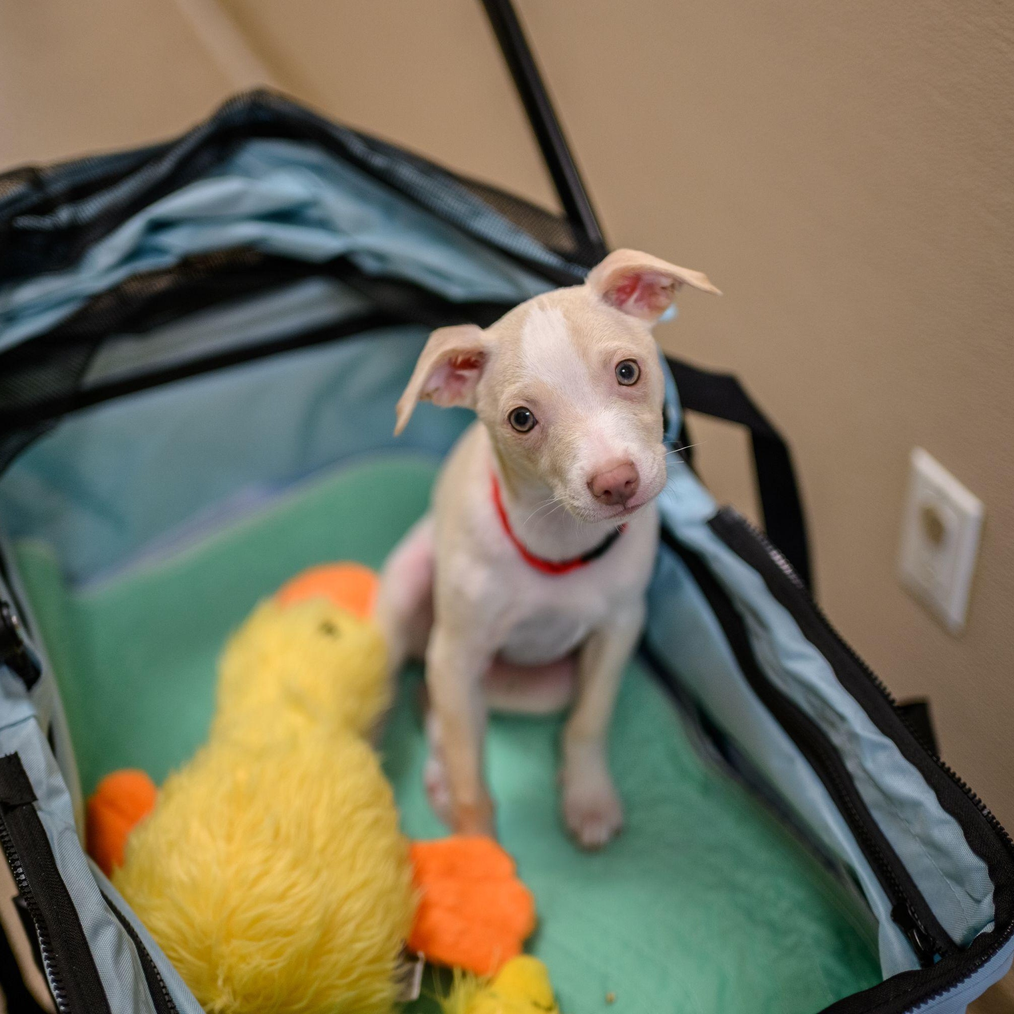 Enlarge BOSCO, a ADOPTABLE mixed breed in Hamilton, NJ image 1/6