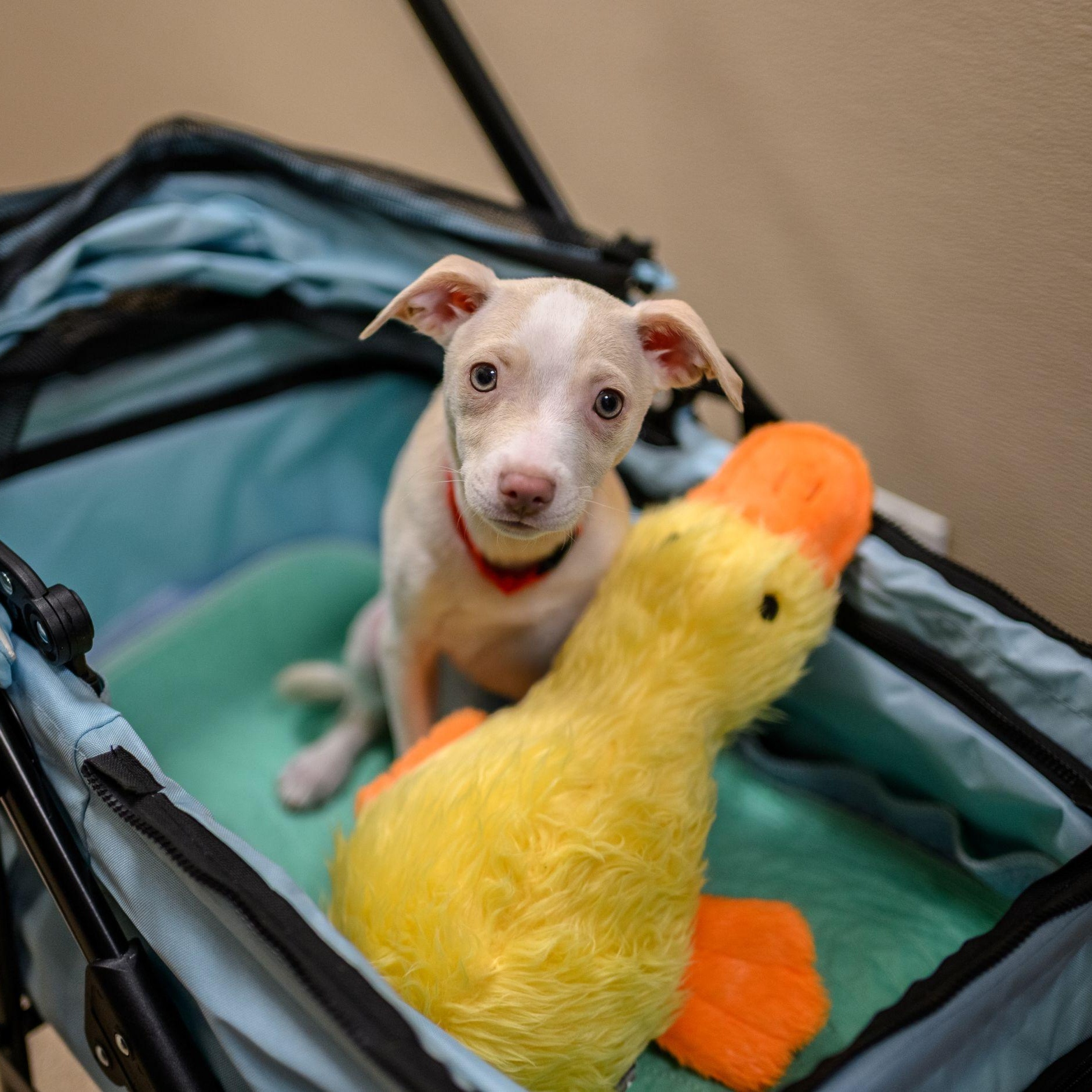 Enlarge BOSCO, a ADOPTABLE mixed breed in Hamilton, NJ image 2/6