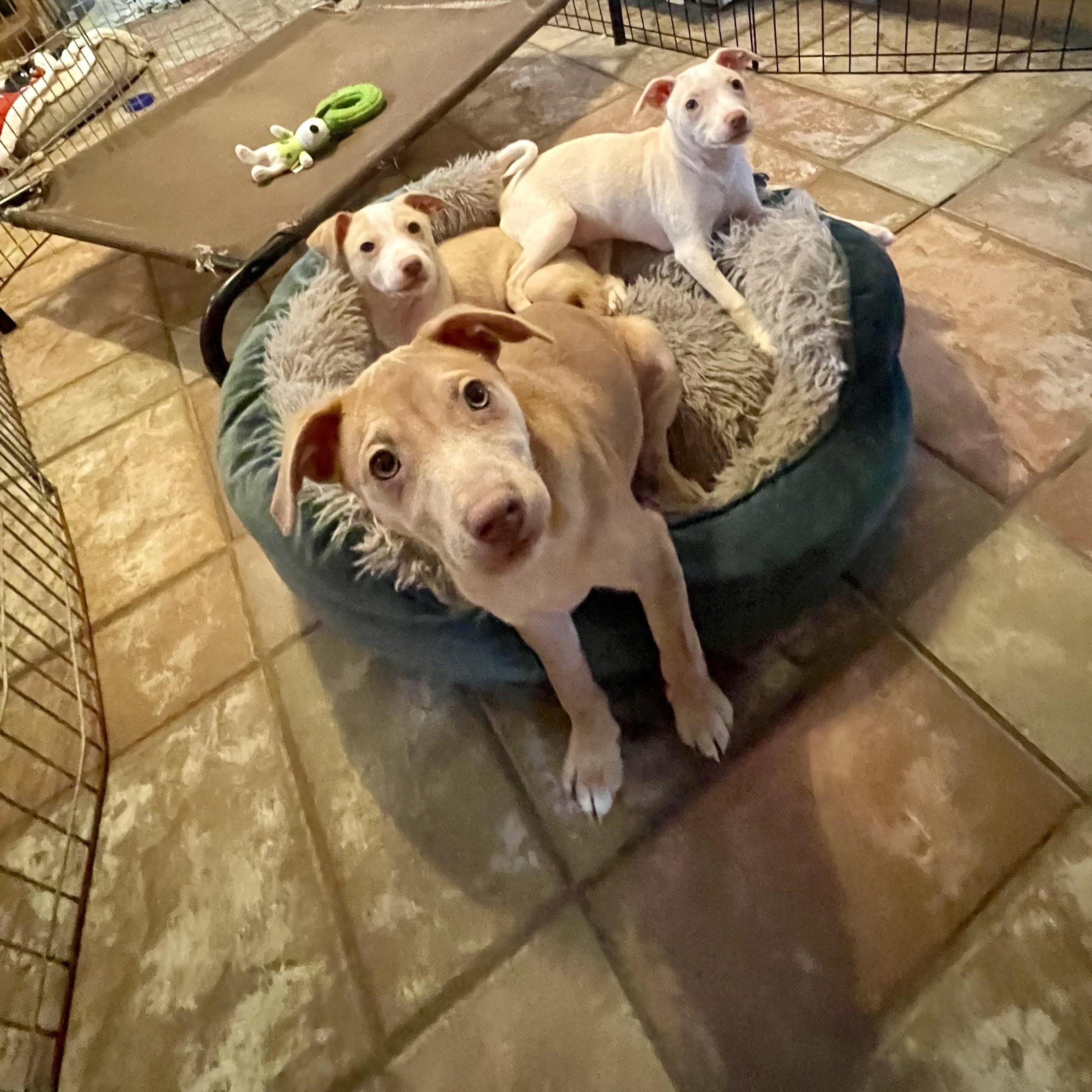 Enlarge BOSCO, a ADOPTABLE mixed breed in Hamilton, NJ image 6/6