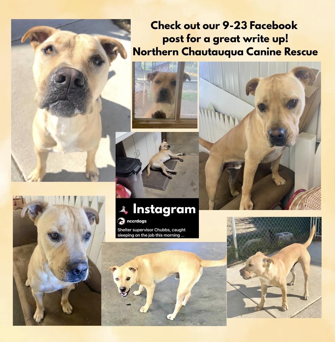 Enlarge Jeremy Chubbs, a Adoptable mixed breed in Westfield, NY image 3/6