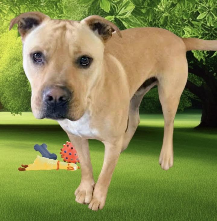 Enlarge Jeremy Chubbs, a ADOPTABLE mixed breed in Westfield, NY image 4/6