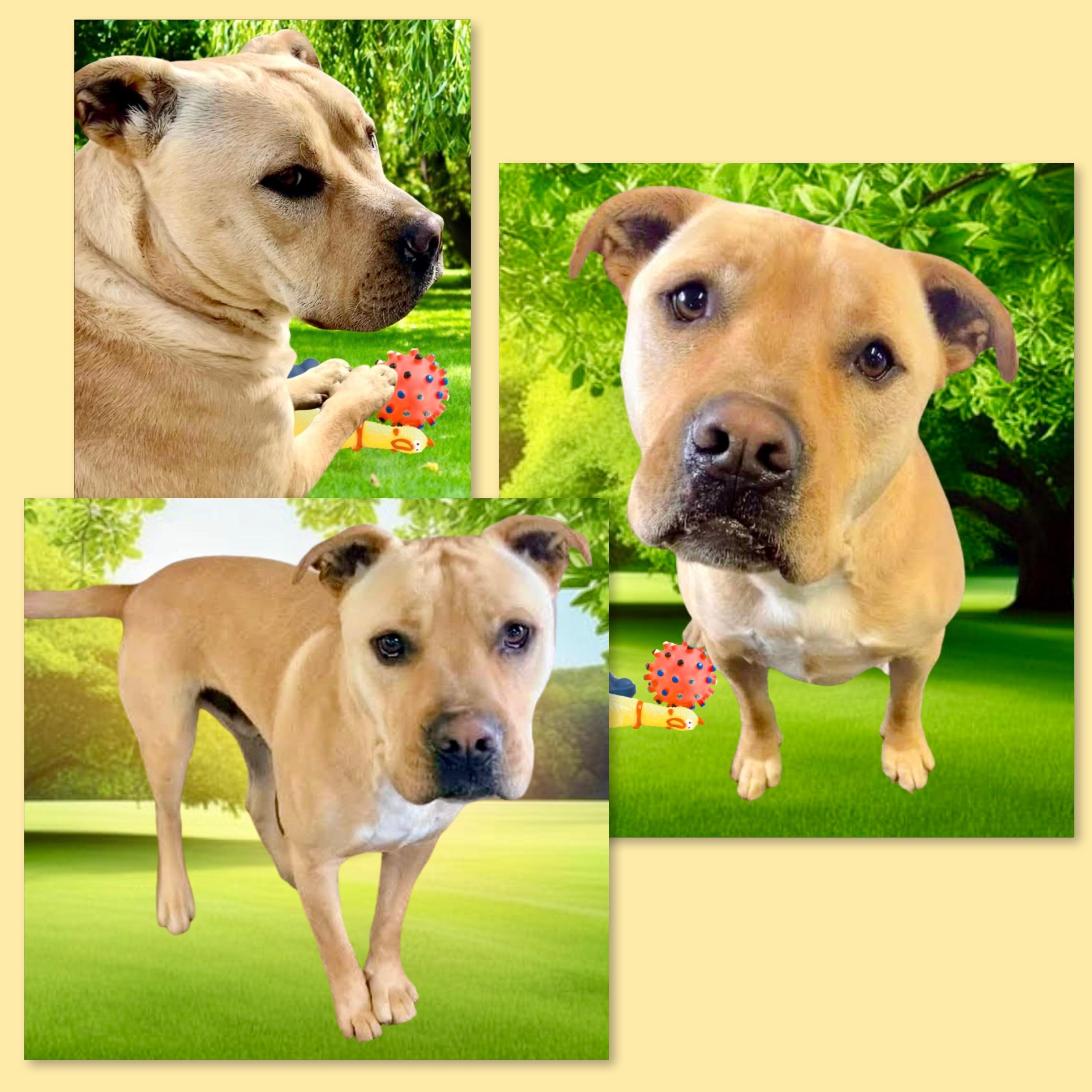 Jeremy Chubbs, a ADOPTABLE mixed breed in Westfield, NY image 2/5