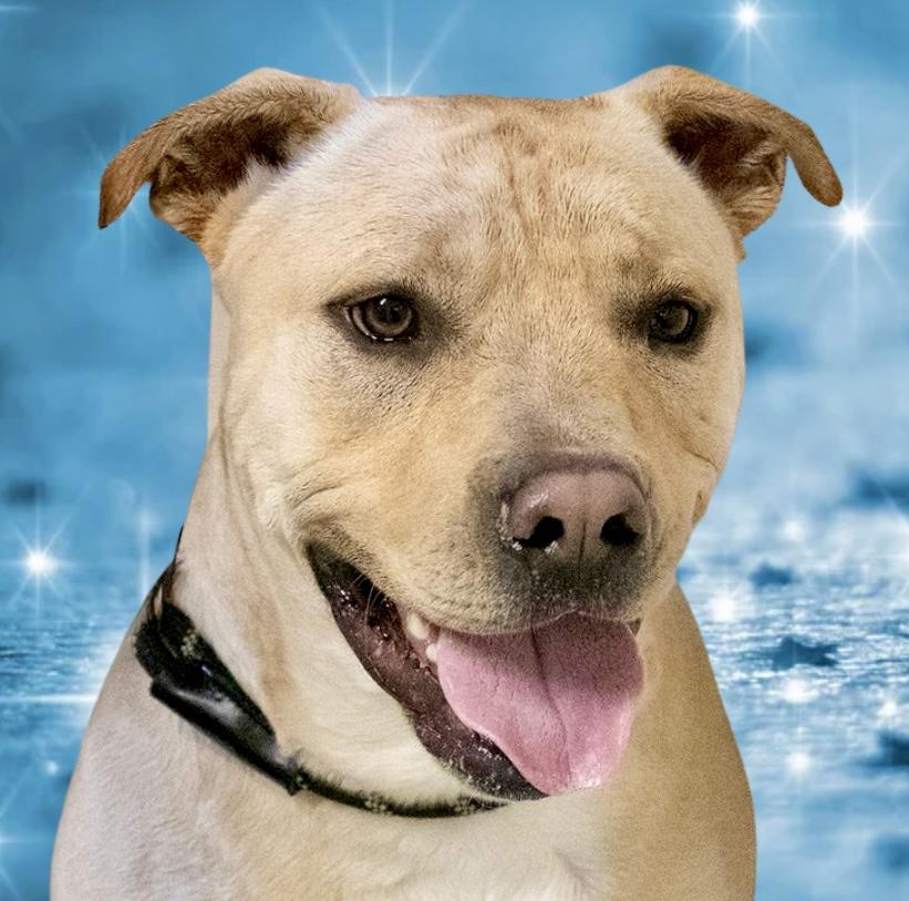 Jeremy Chubbs, ADOPTABLE, Adult Male American Bulldog.