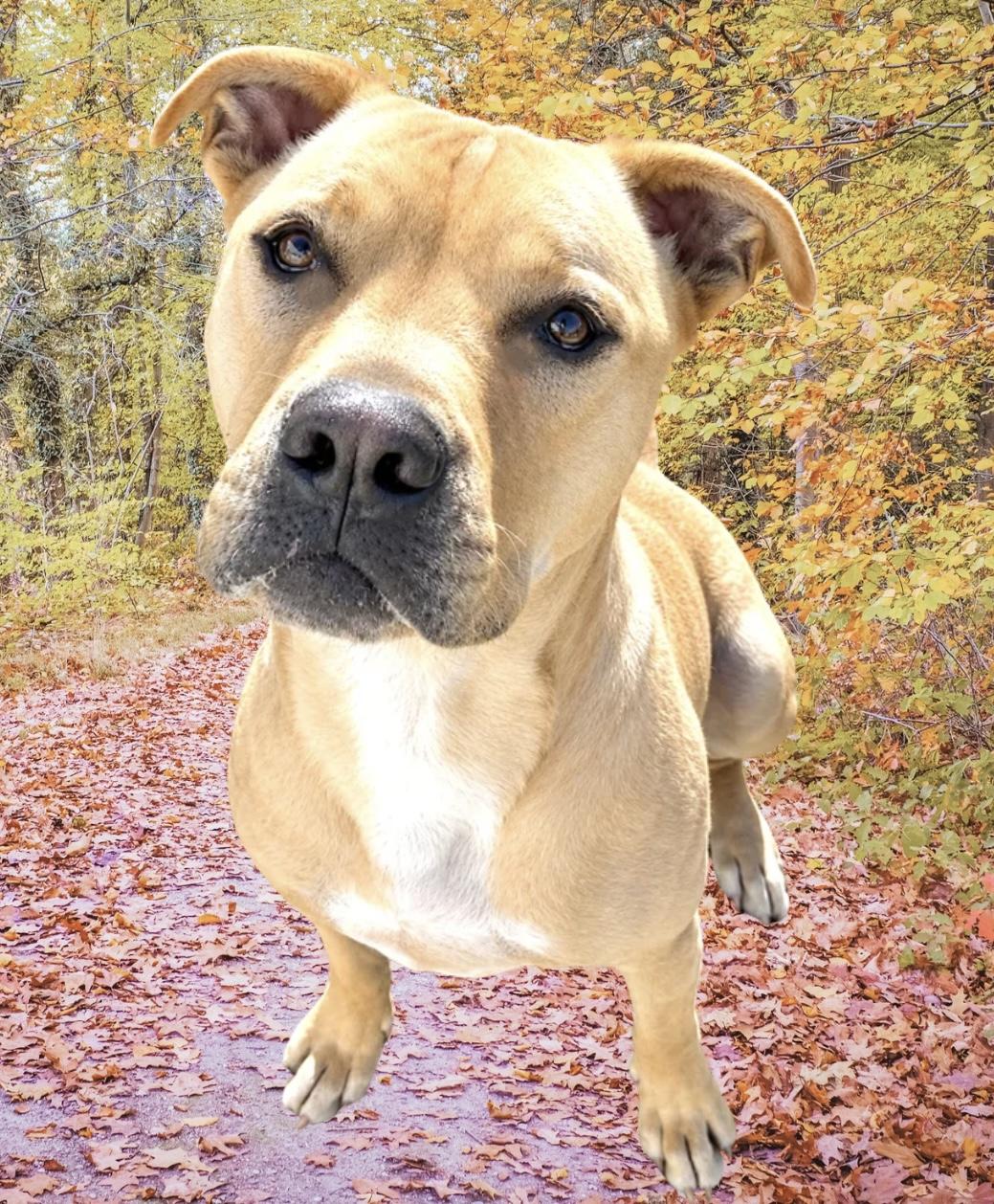Jeremy Chubbs, Adoptable, Adult Male American Bulldog.